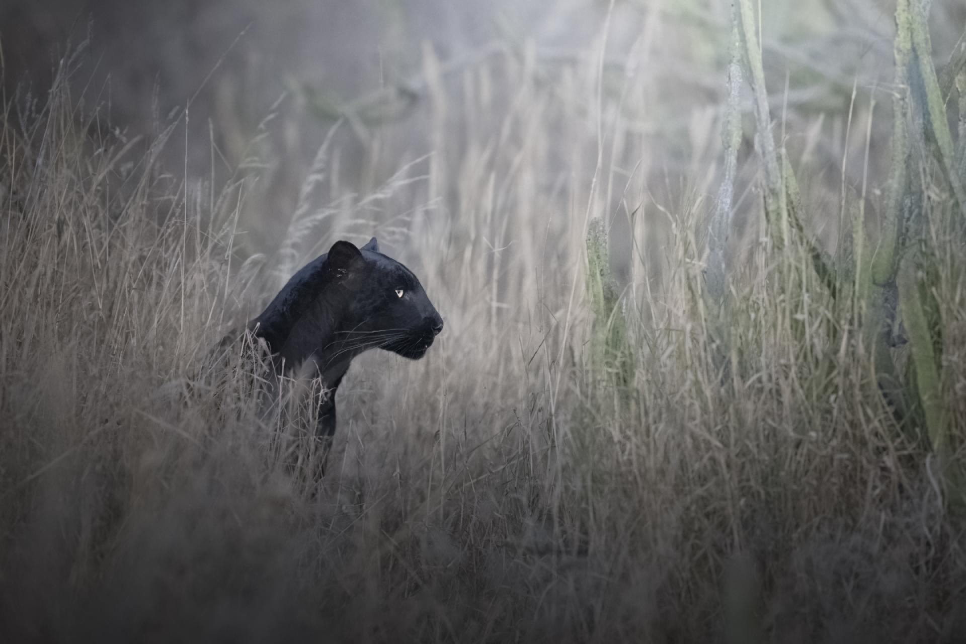 Global Photography Awards Winner - Black and Wild 