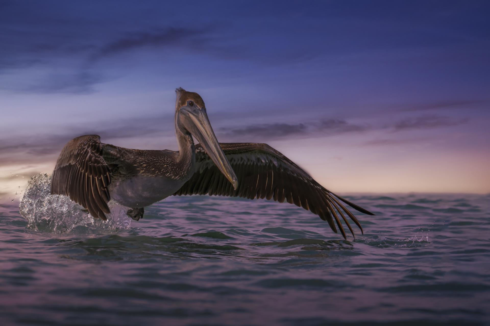Global Photography Awards Winner - Majestic Flight at Clearwater Beach