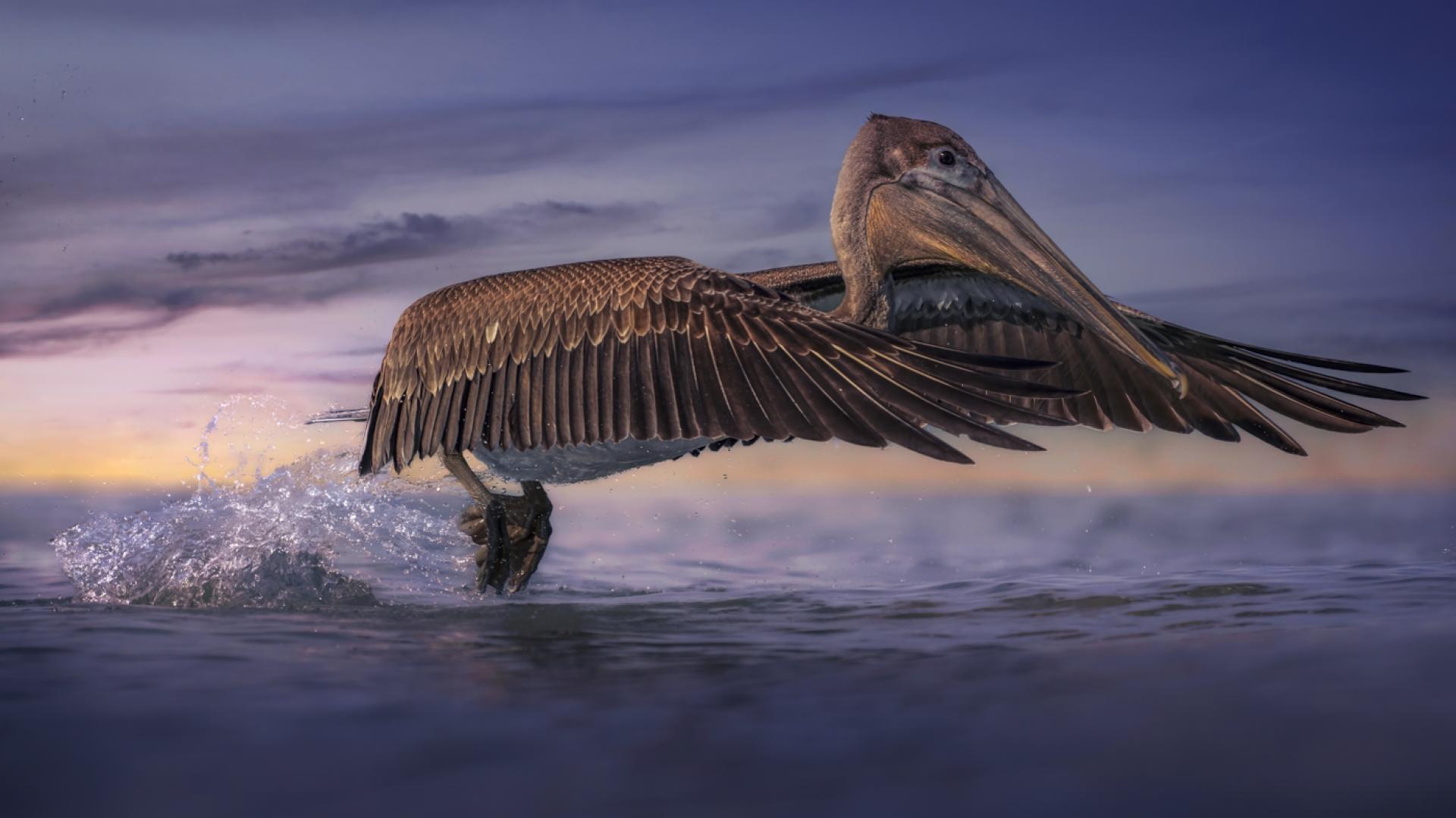 Global Photography Awards Winner - Majestic Flight at Clearwater Beach