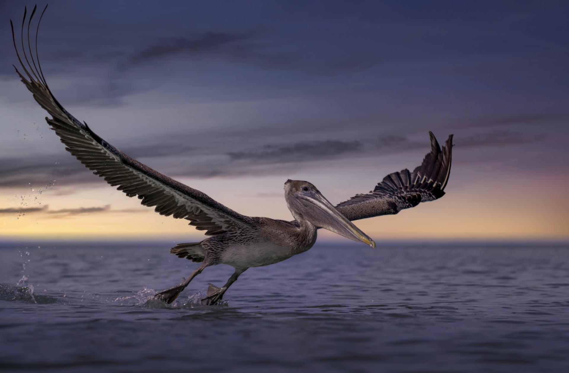 Global Photography Awards Winner - Majestic Flight at Clearwater Beach