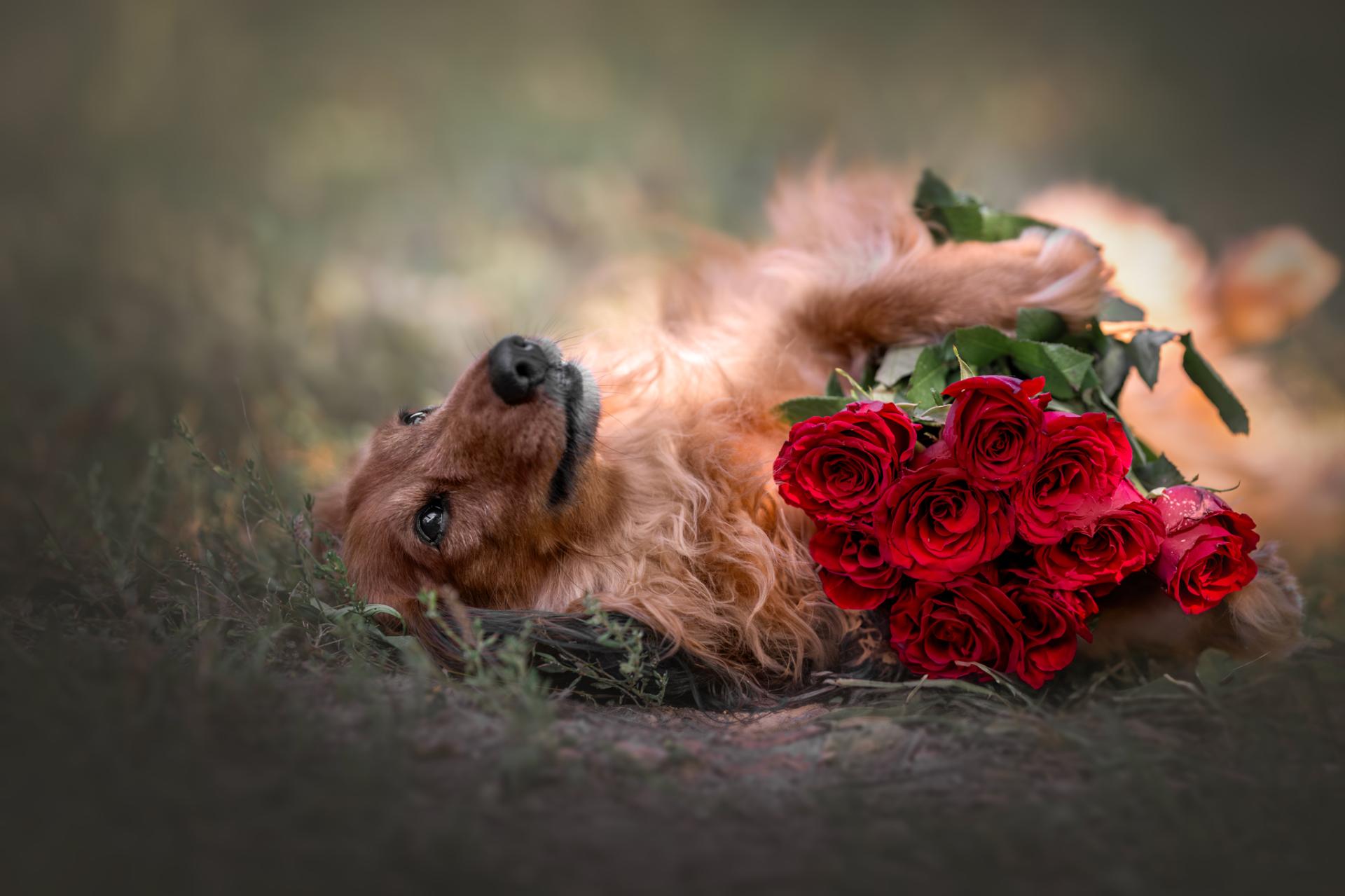 Global Photography Awards Winner - The Fragrance of roses and dogs' soul