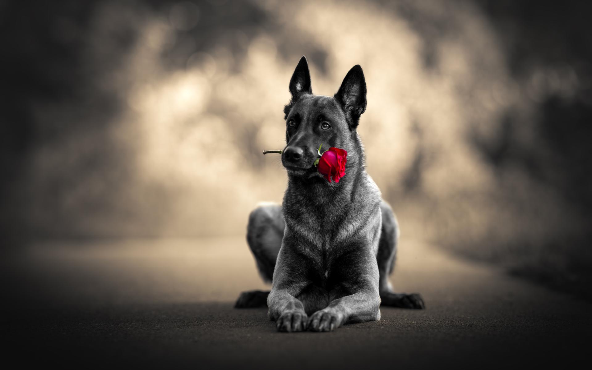Global Photography Awards Winner - The Fragrance of roses and dogs' soul