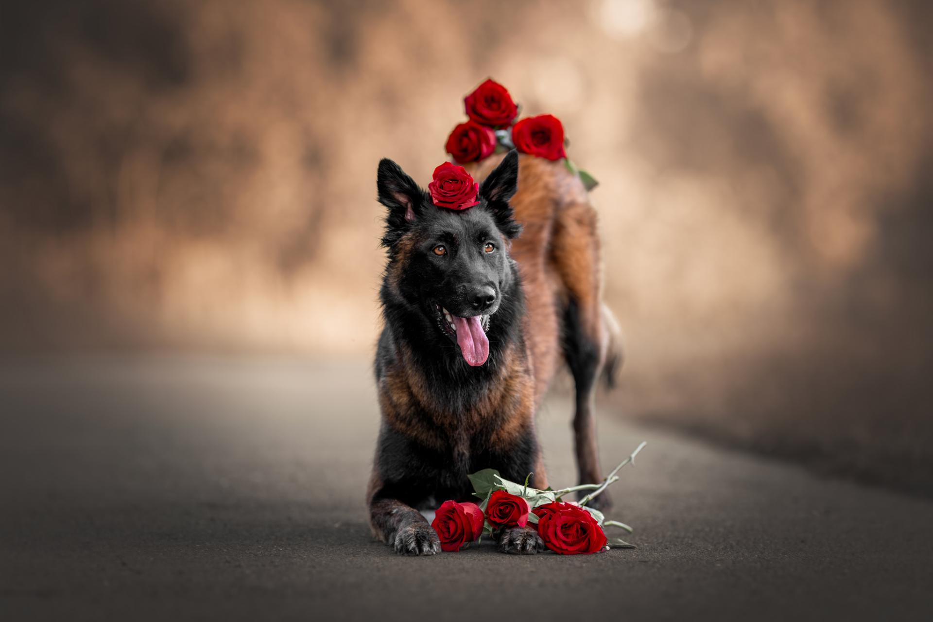 Global Photography Awards Winner - The Fragrance of roses and dogs' soul
