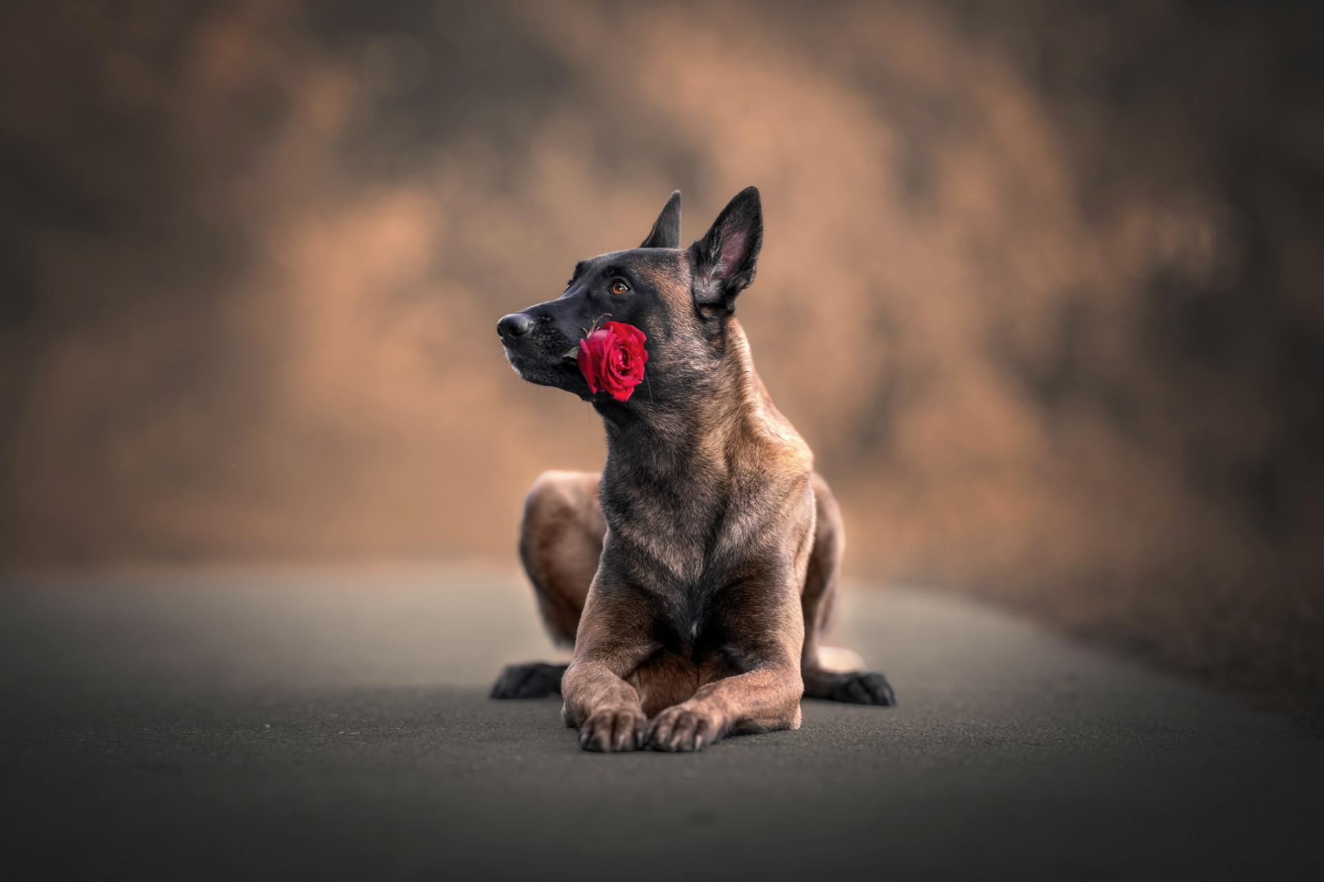 Global Photography Awards Winner - The Fragrance of roses and dogs' soul