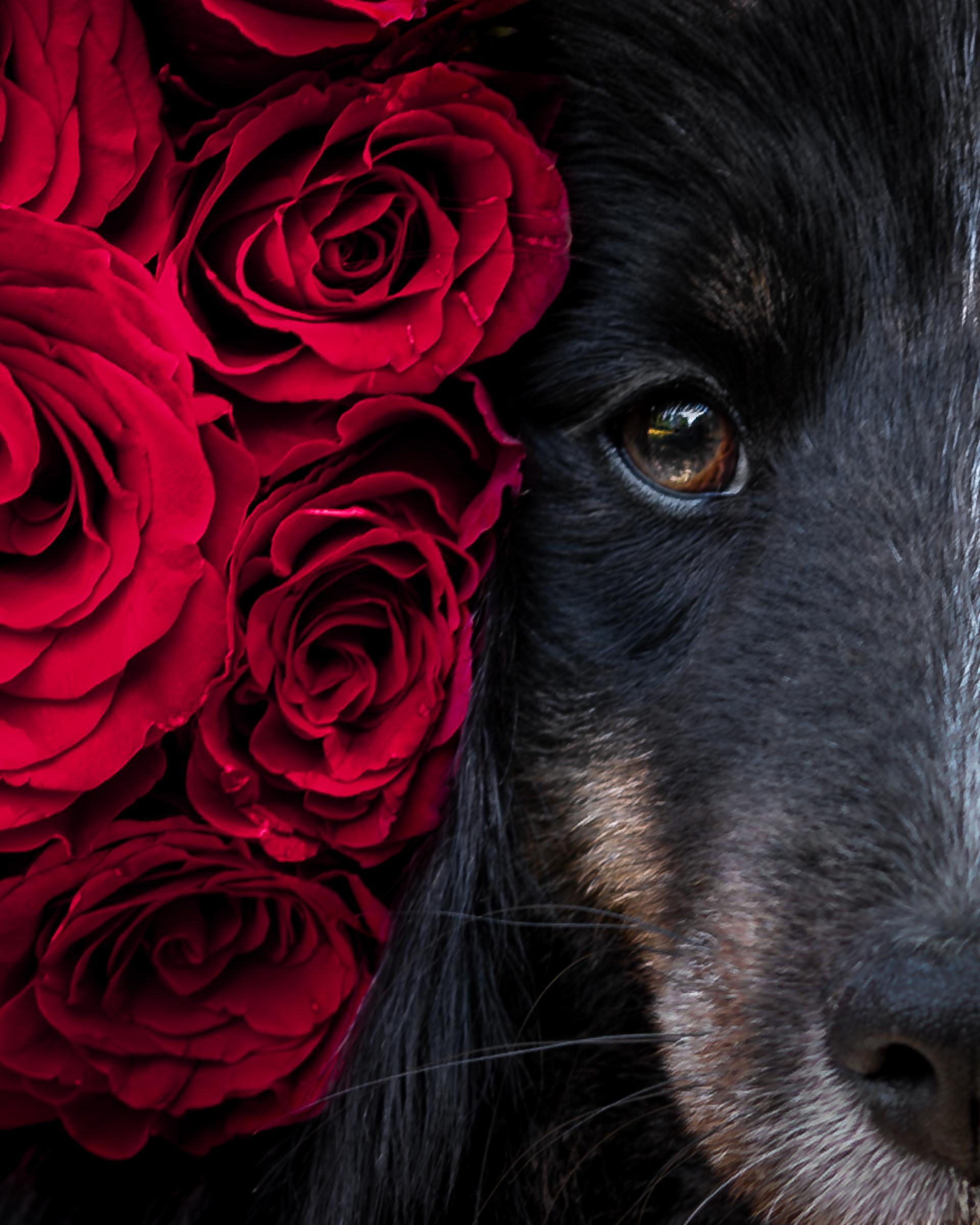 Global Photography Awards Winner - The Fragrance of roses and dogs' soul