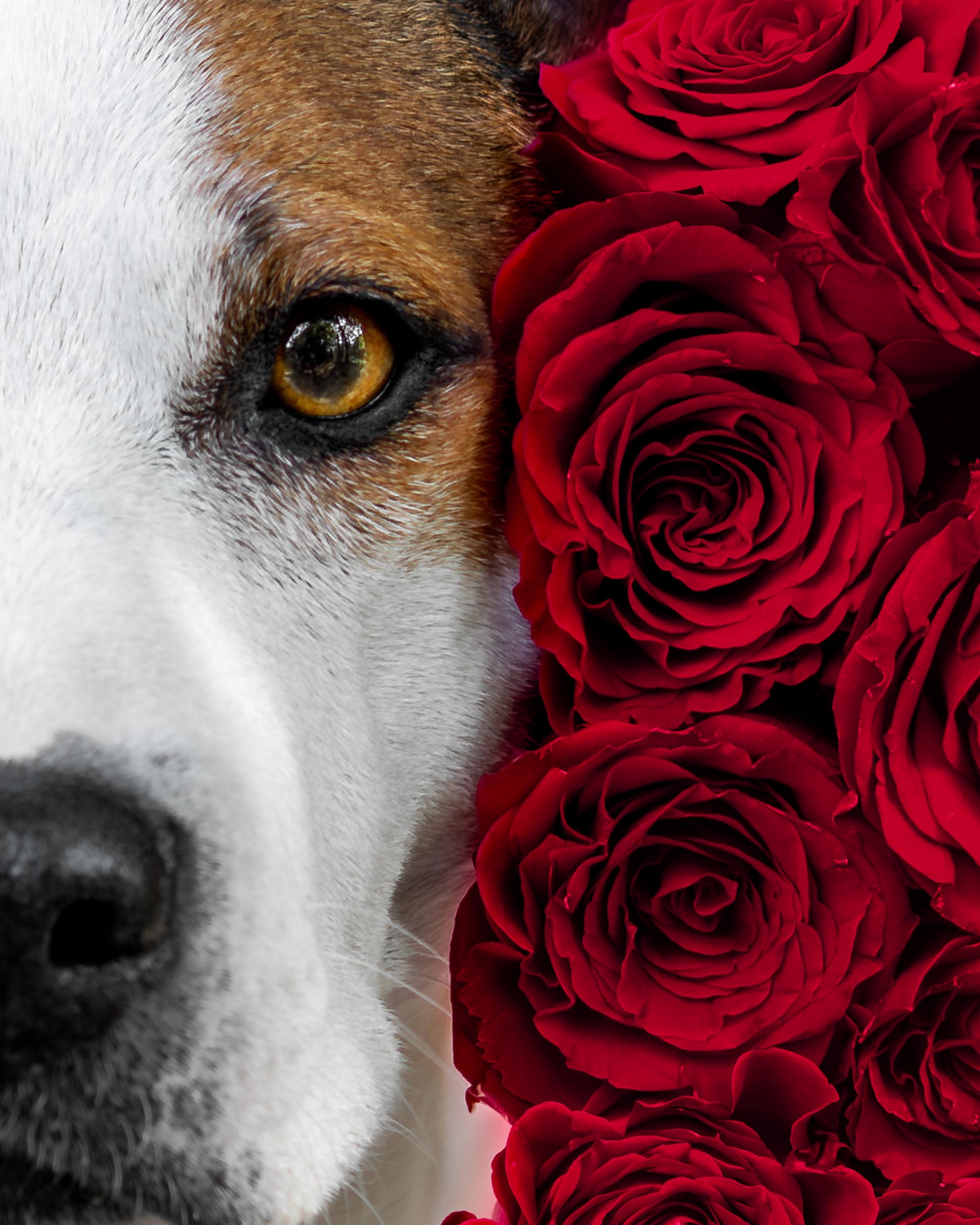 Global Photography Awards Winner - The Fragrance of roses and dogs' soul
