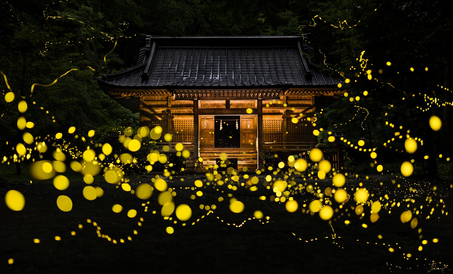 Global Photography Awards Winner - Dreamy firefly