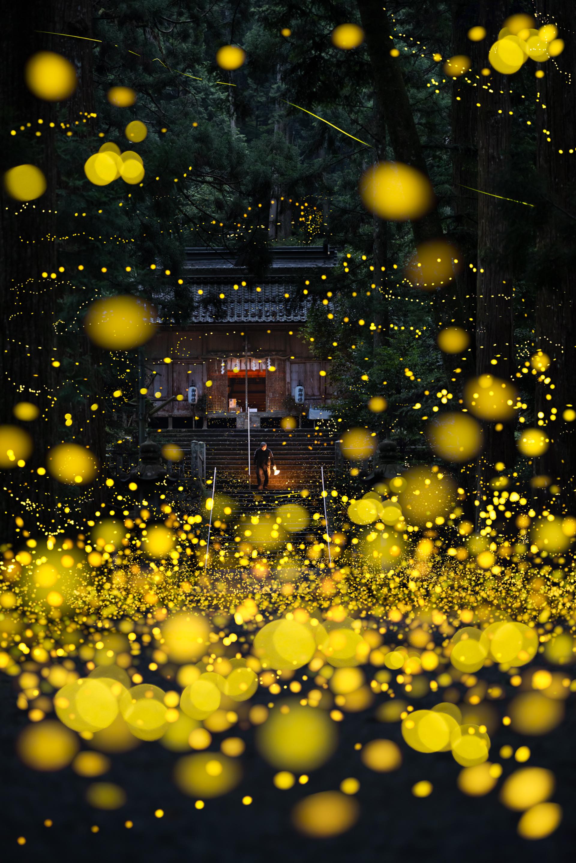 Global Photography Awards Winner - Dreamy firefly