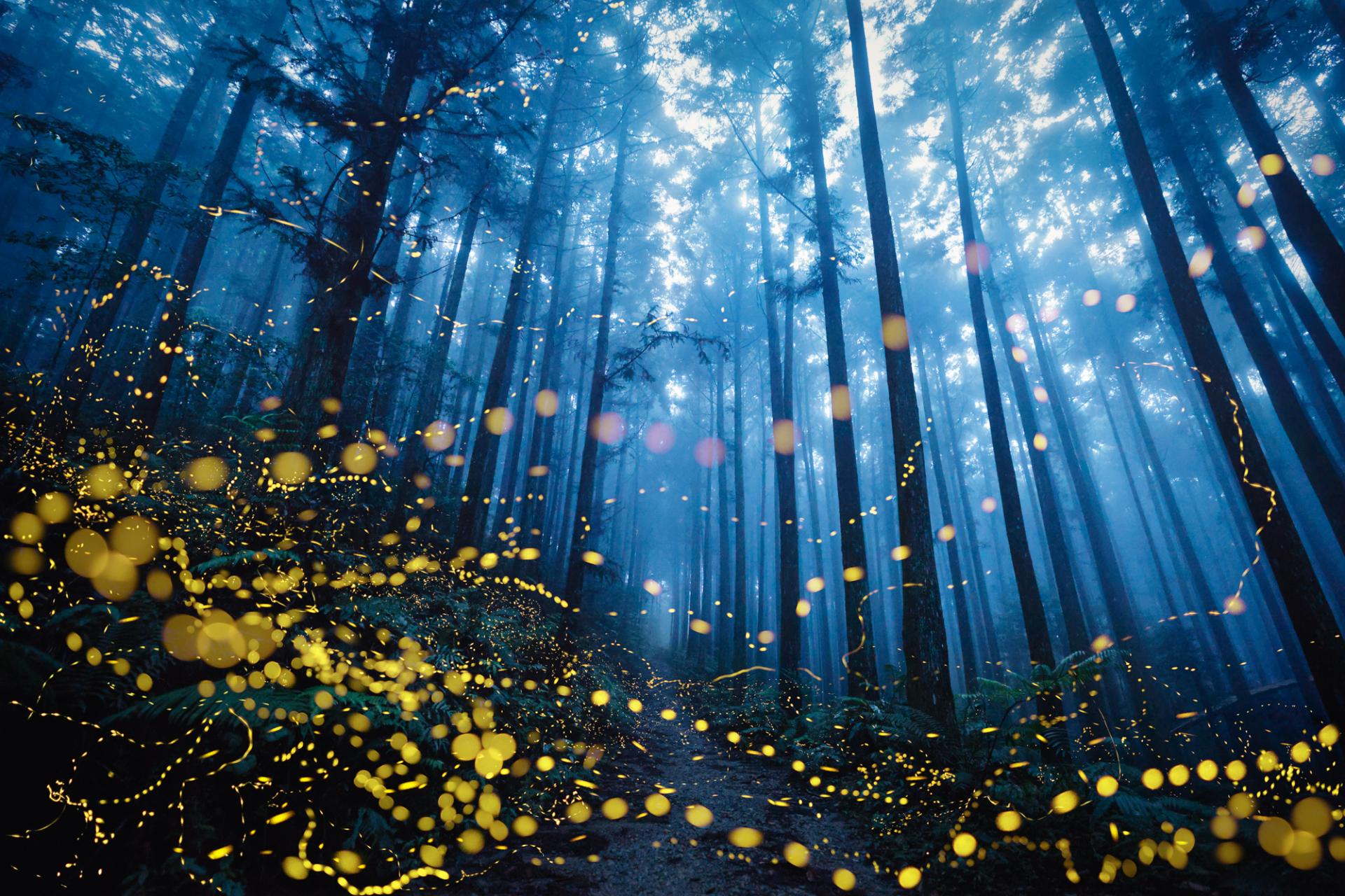 Global Photography Awards Winner - Midsummer night firefly