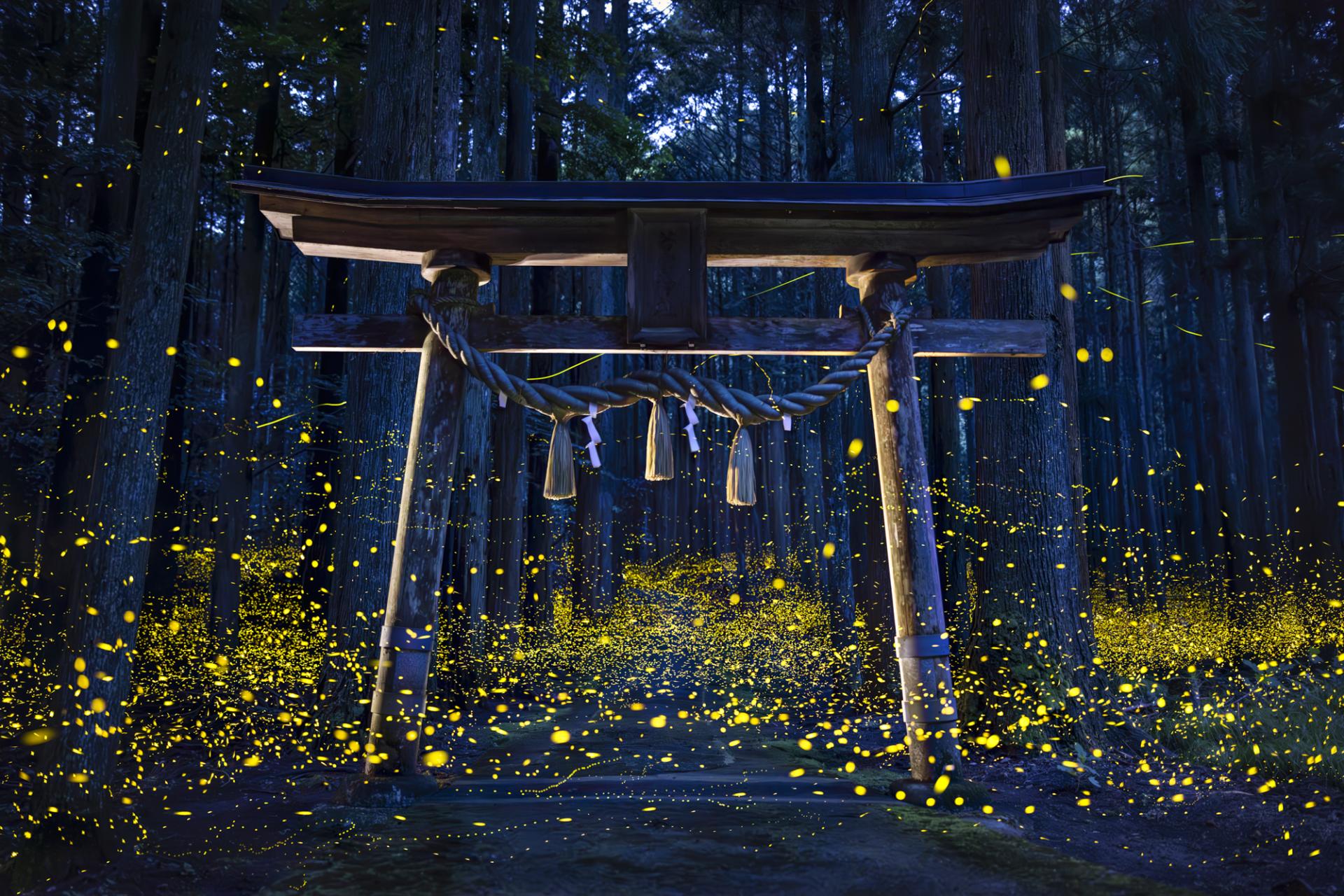 Global Photography Awards Winner - Midsummer night firefly