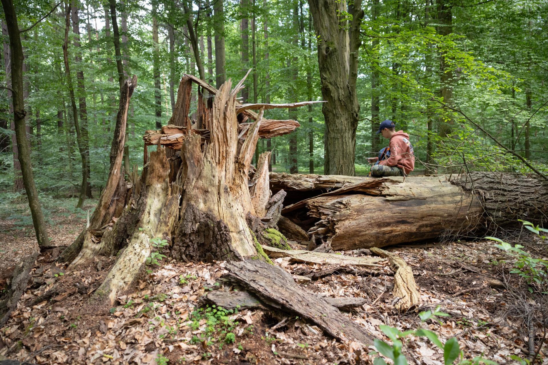 Global Photography Awards Winner - Forest base