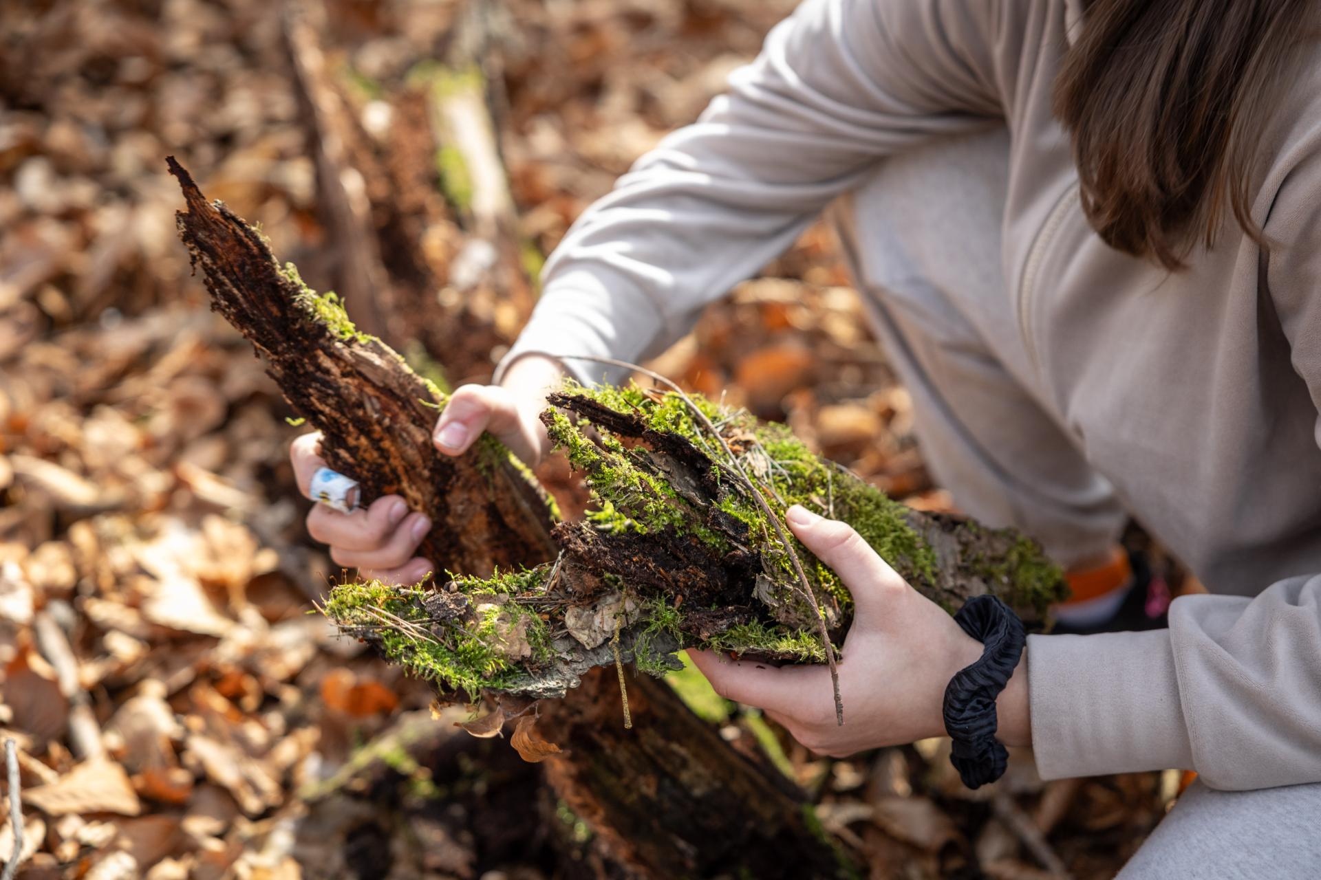 Global Photography Awards Winner - Forest base