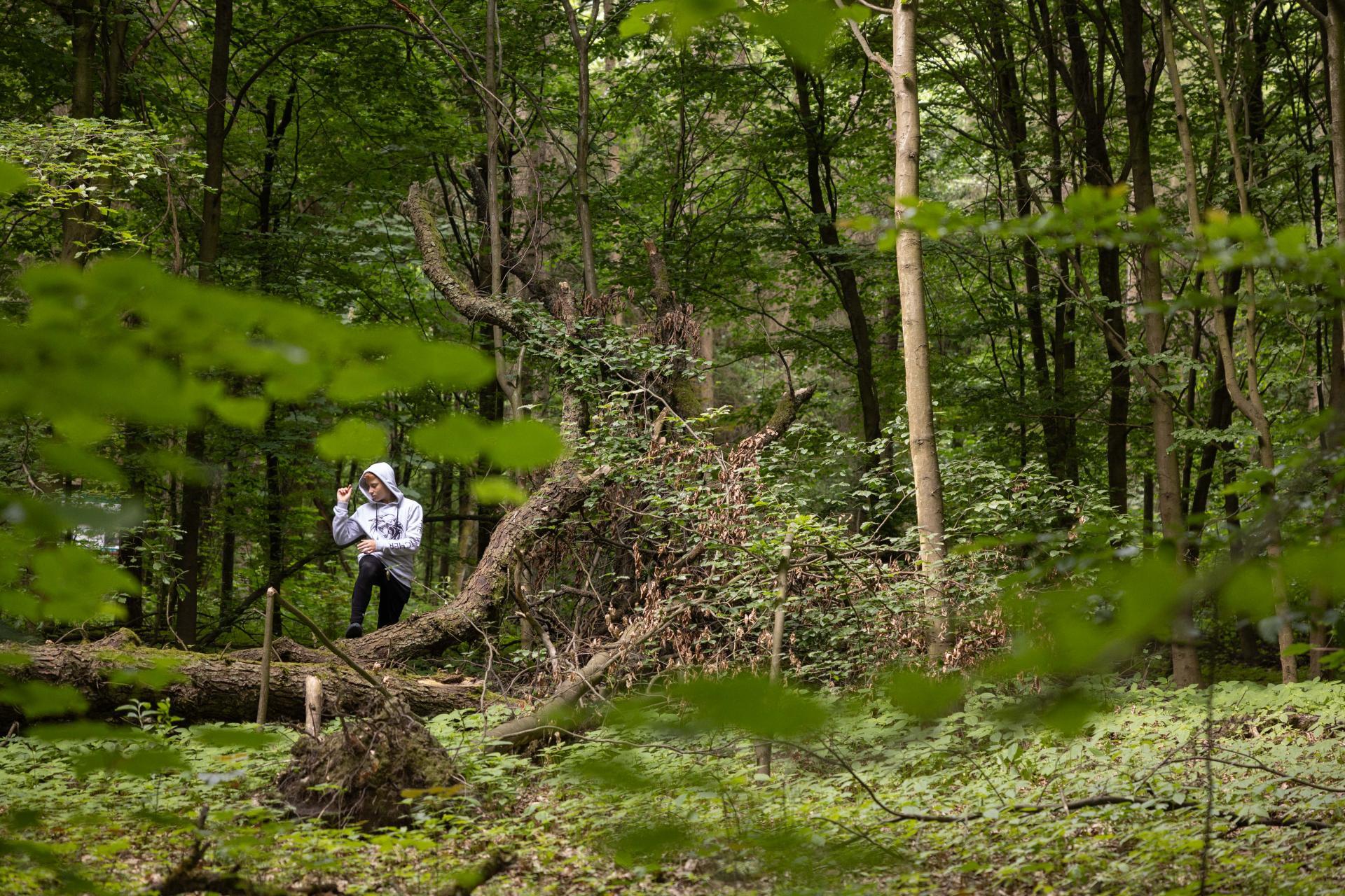 Global Photography Awards Winner - Forest base