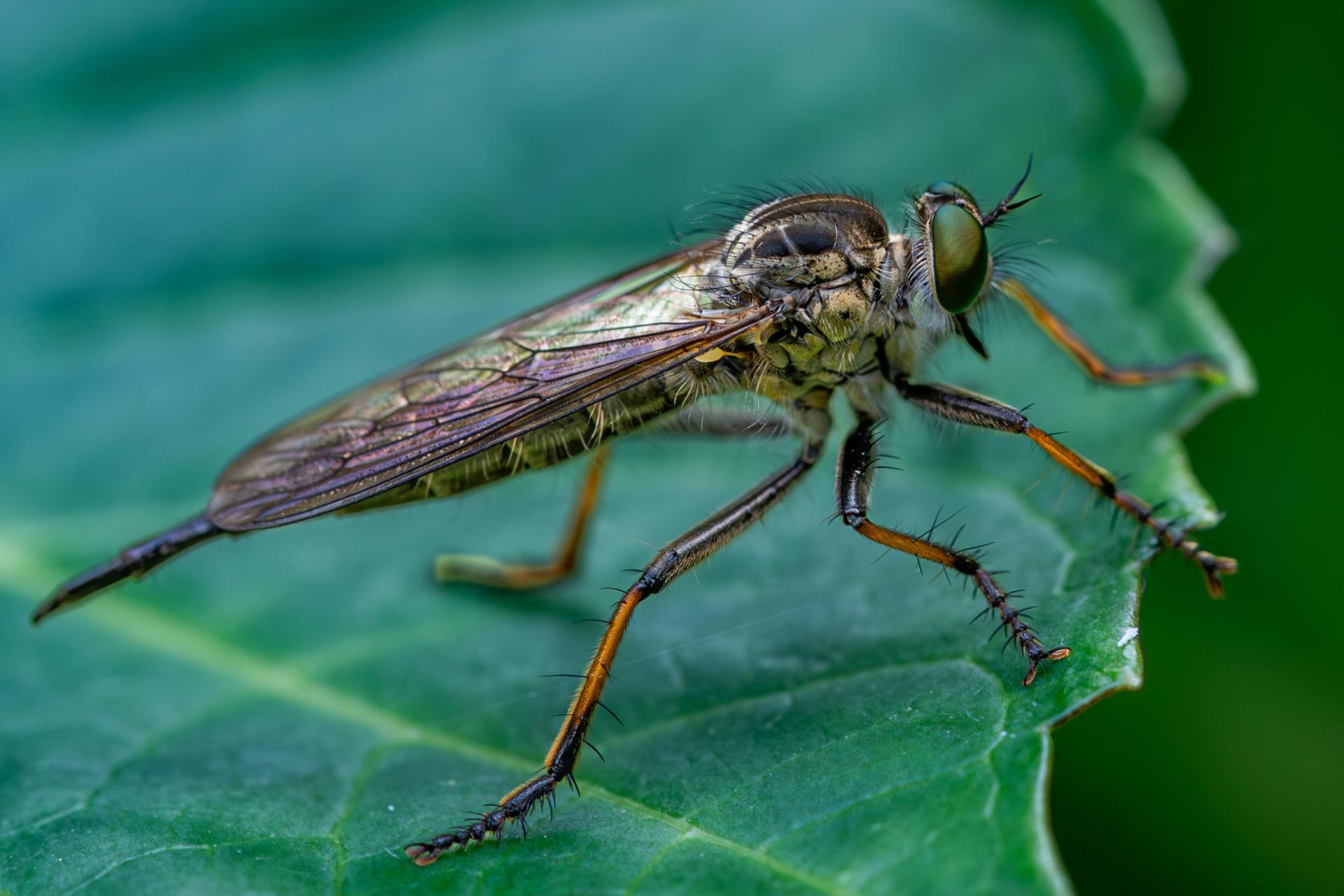 Global Photography Awards Winner - war preparation