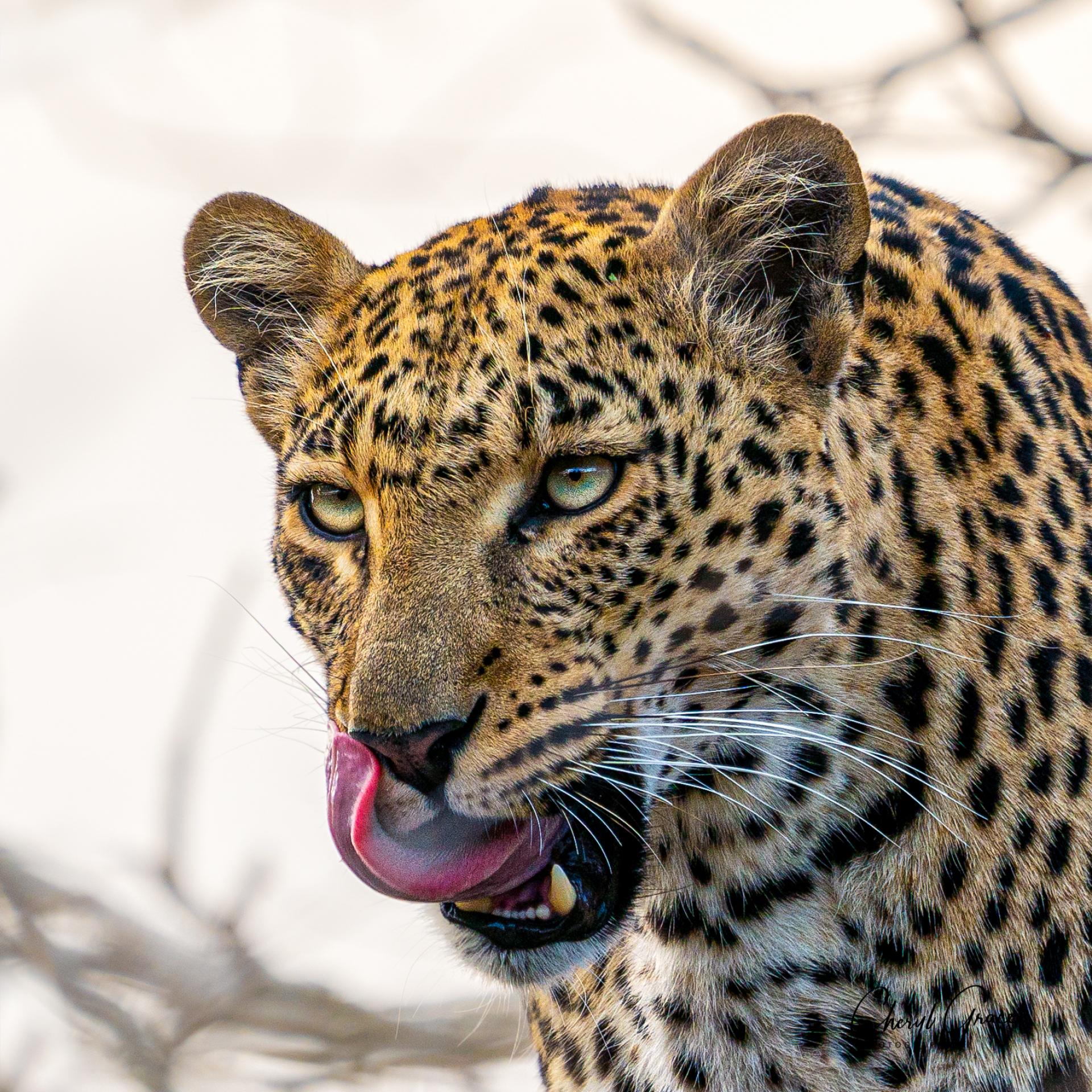 Global Photography Awards Winner - Intensity