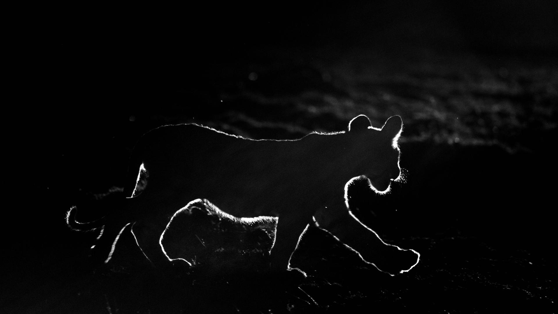 Global Photography Awards Winner - Wishpers Of The Night-The Silent Sovereign