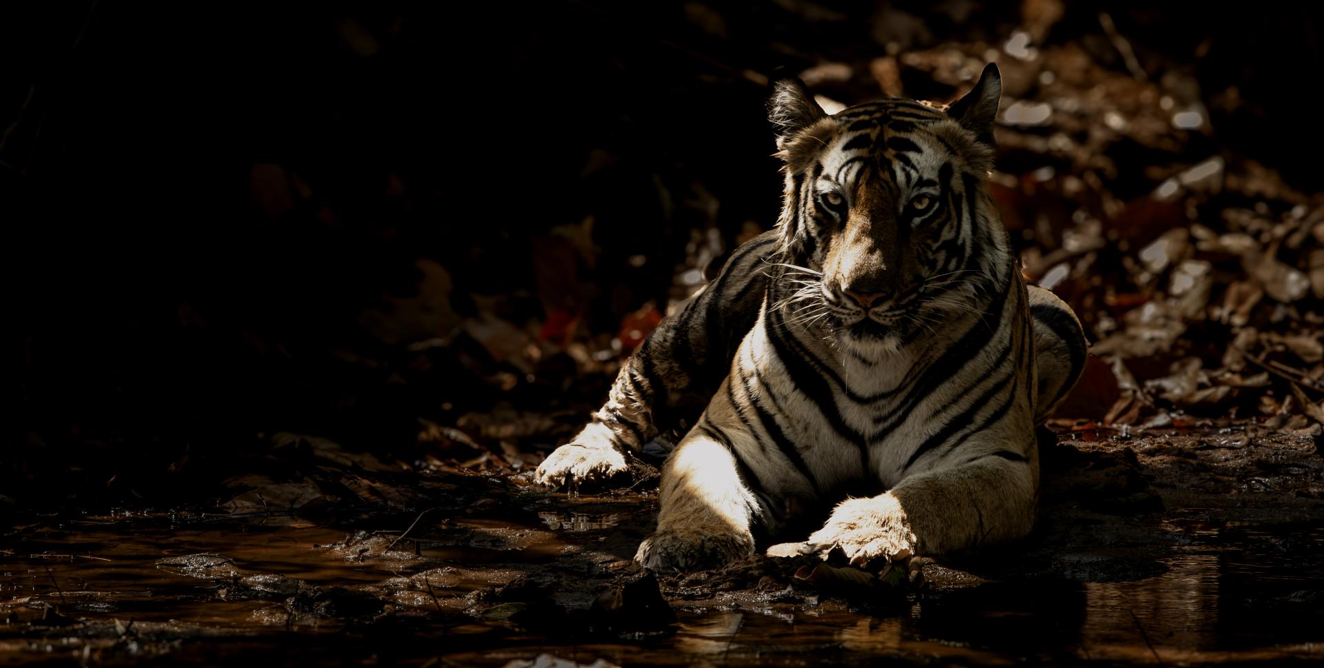 Global Photography Awards Winner - Wishpers Of The Night-The Silent Sovereign