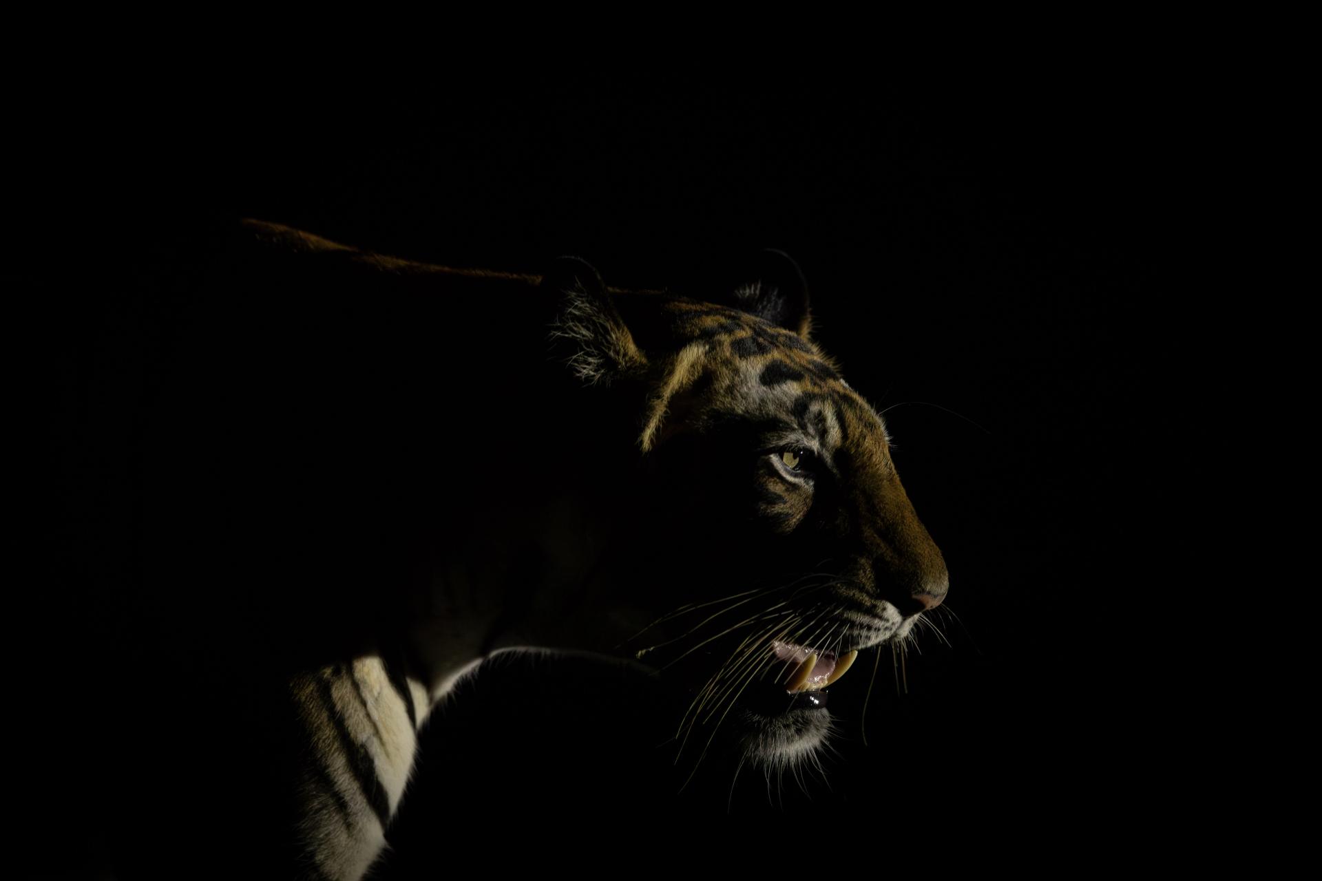 Global Photography Awards Winner - Wishpers Of The Night-The Silent Sovereign