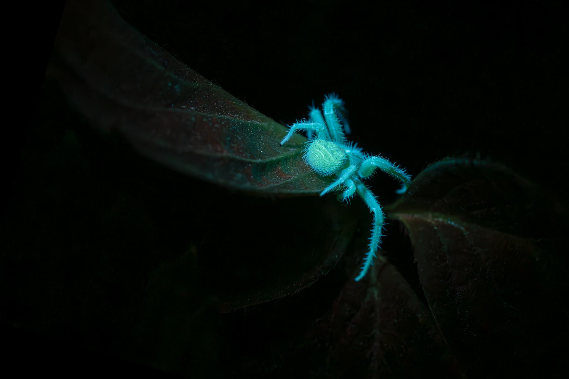 Global Photography Awards Winner - Glow in the dark