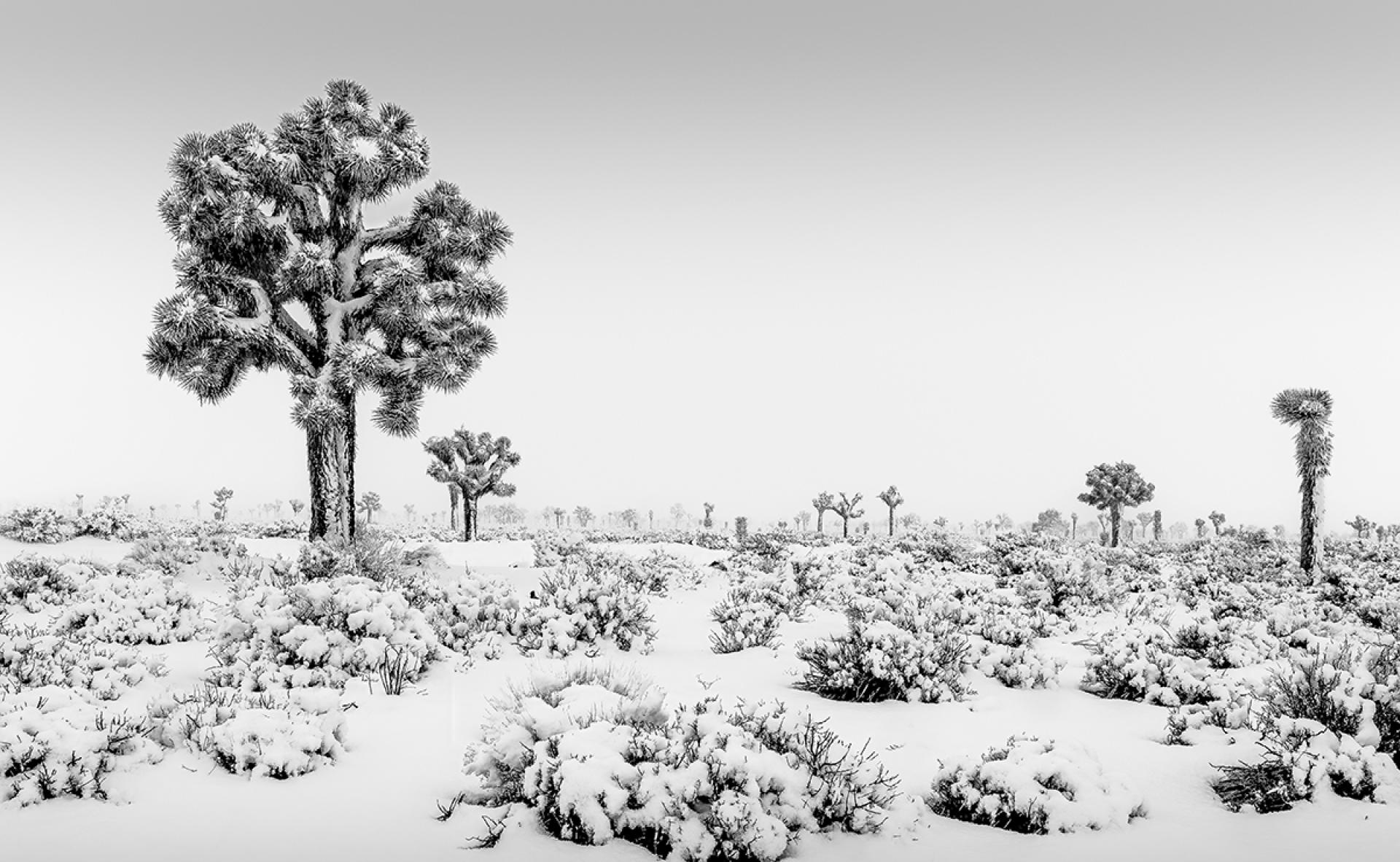 Global Photography Awards Winner - Joshua Chill