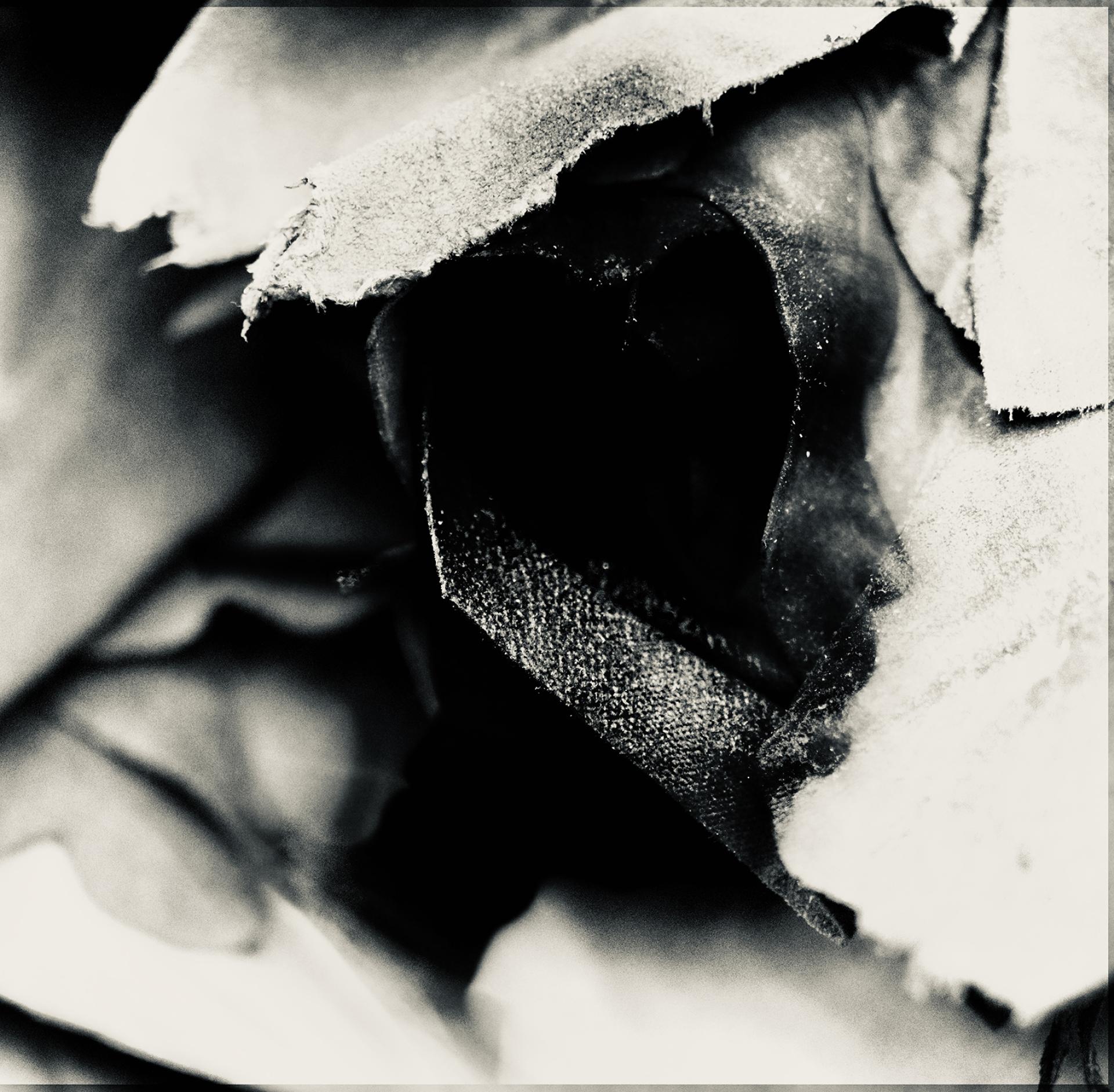 Global Photography Awards Winner - Facade