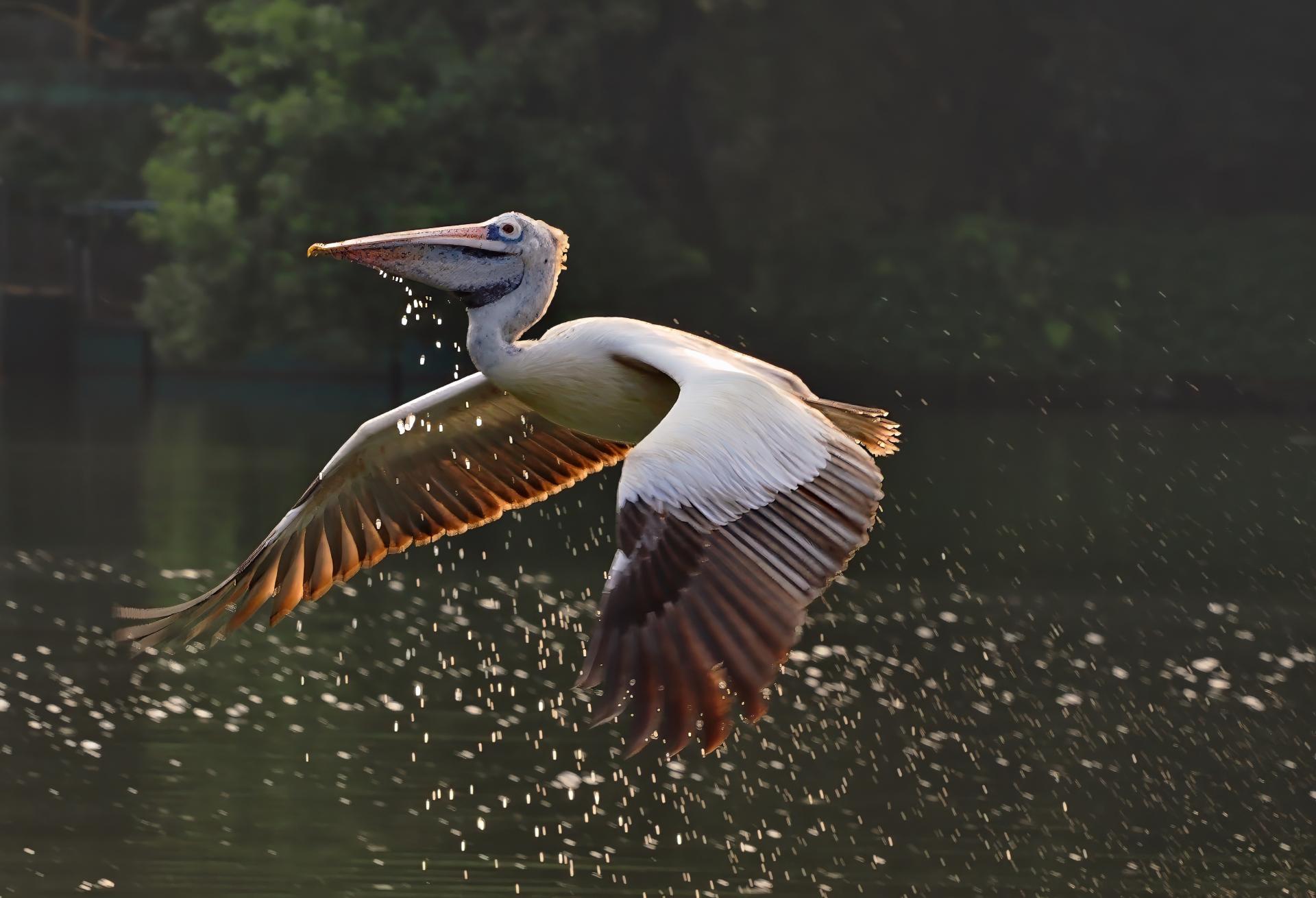 Global Photography Awards Winner - Pelican in Flight