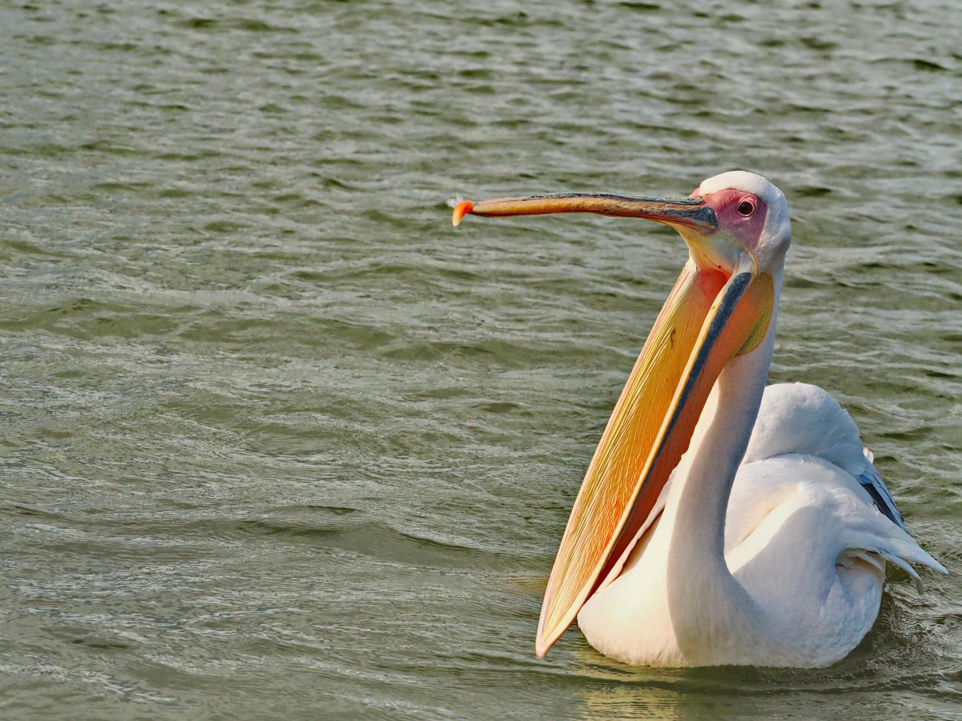Global Photography Awards Winner - Beak Wide Open