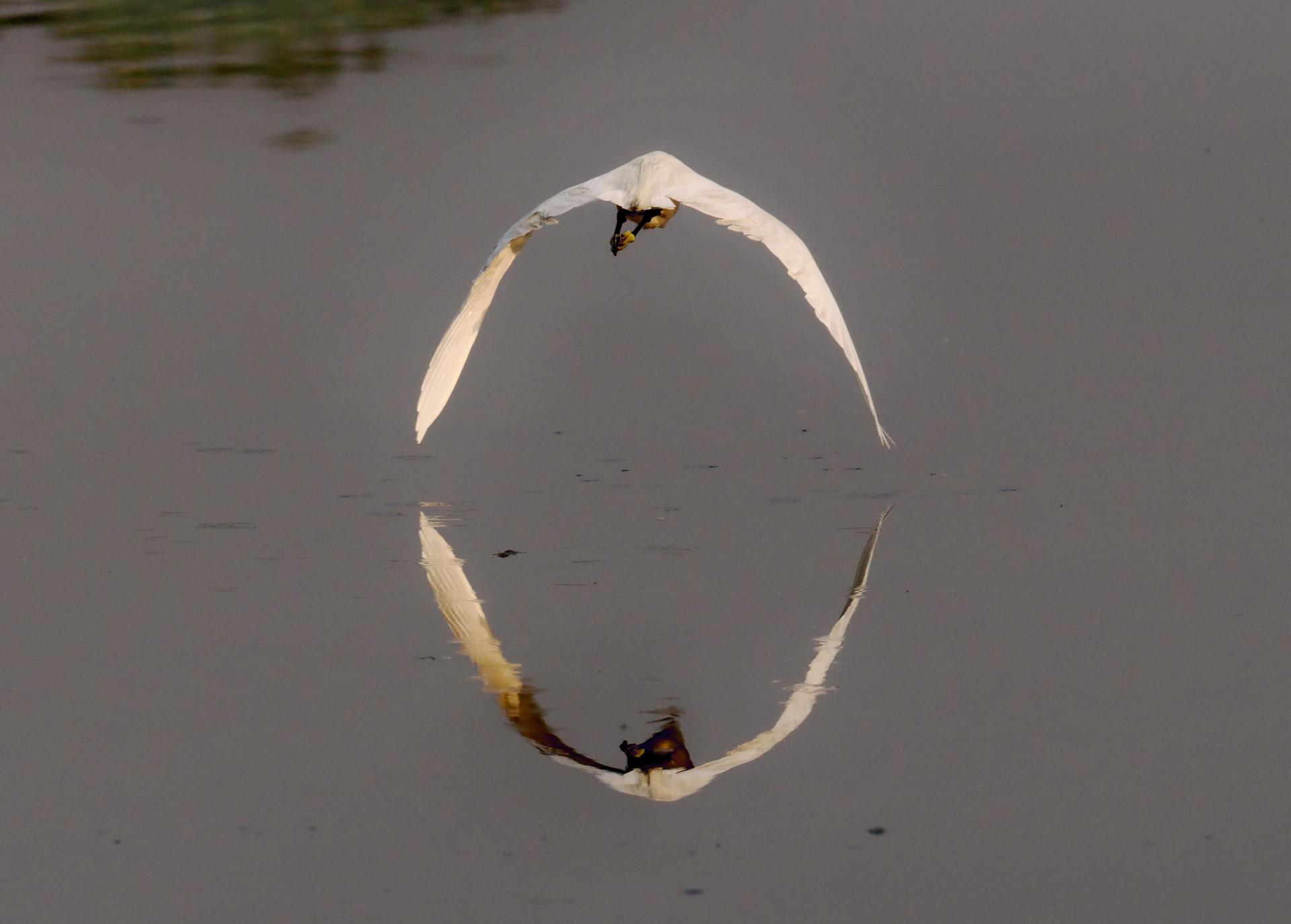 Global Photography Awards Winner - Reflections