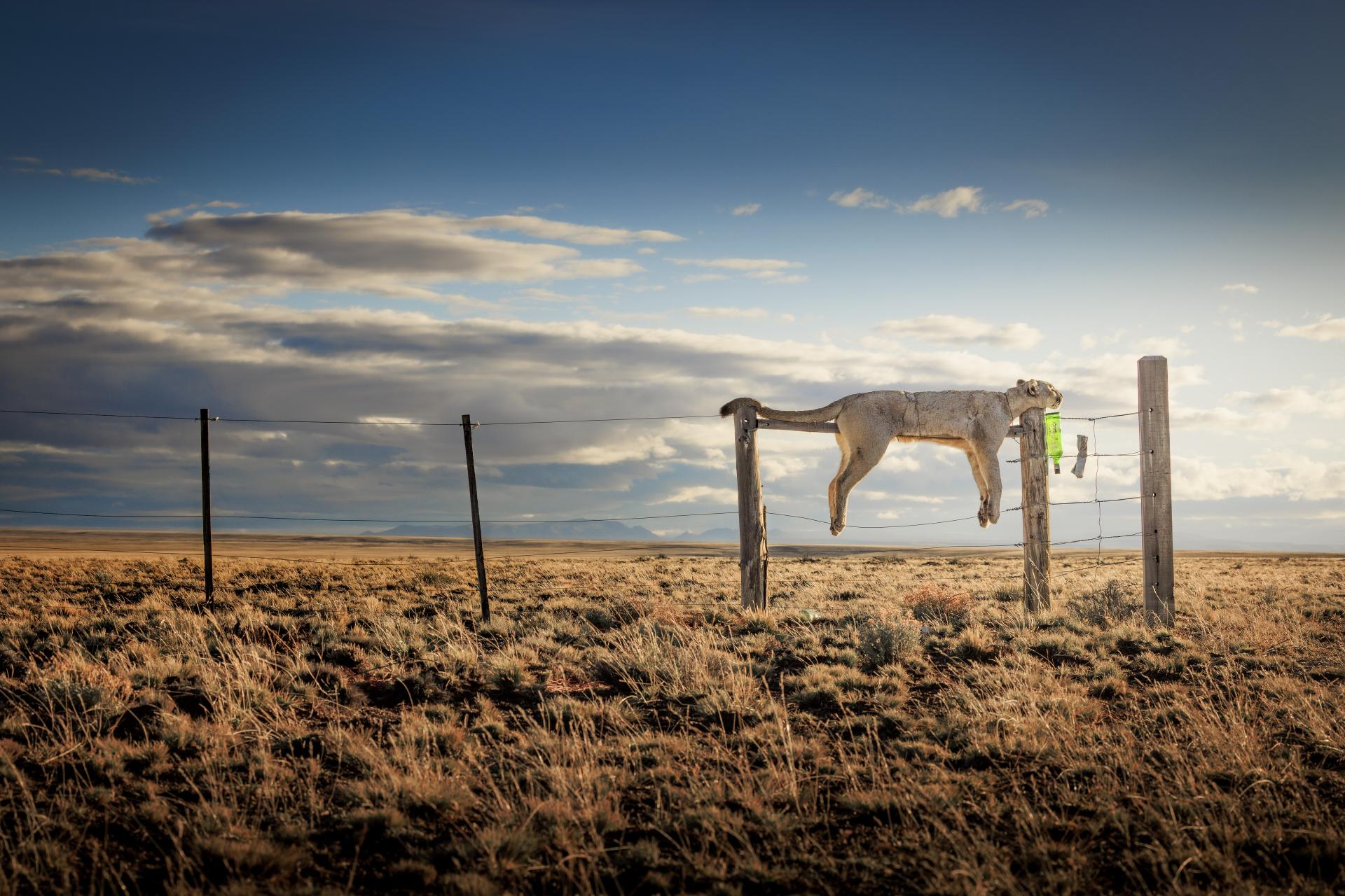 Global Photography Awards Winner - A scream in the silence