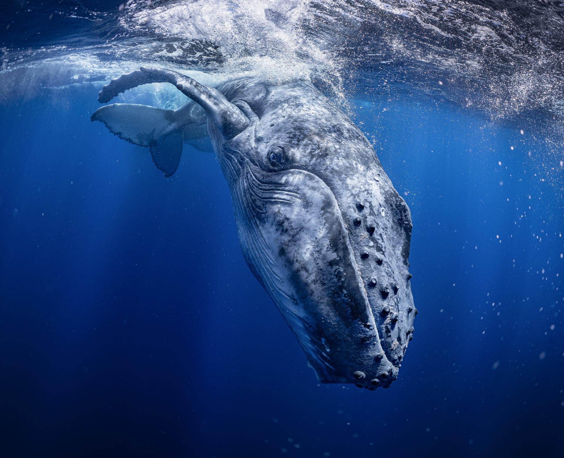 Global Photography Awards Winner - Prince of Blue