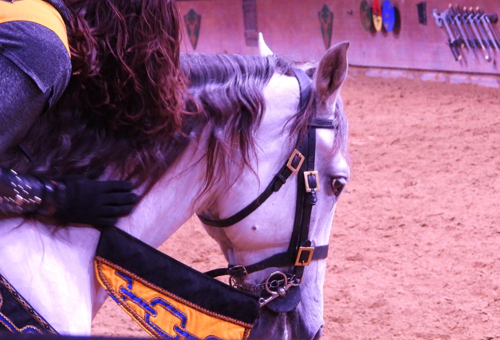 Global Photography Awards Winner - The Kissing of the Horse