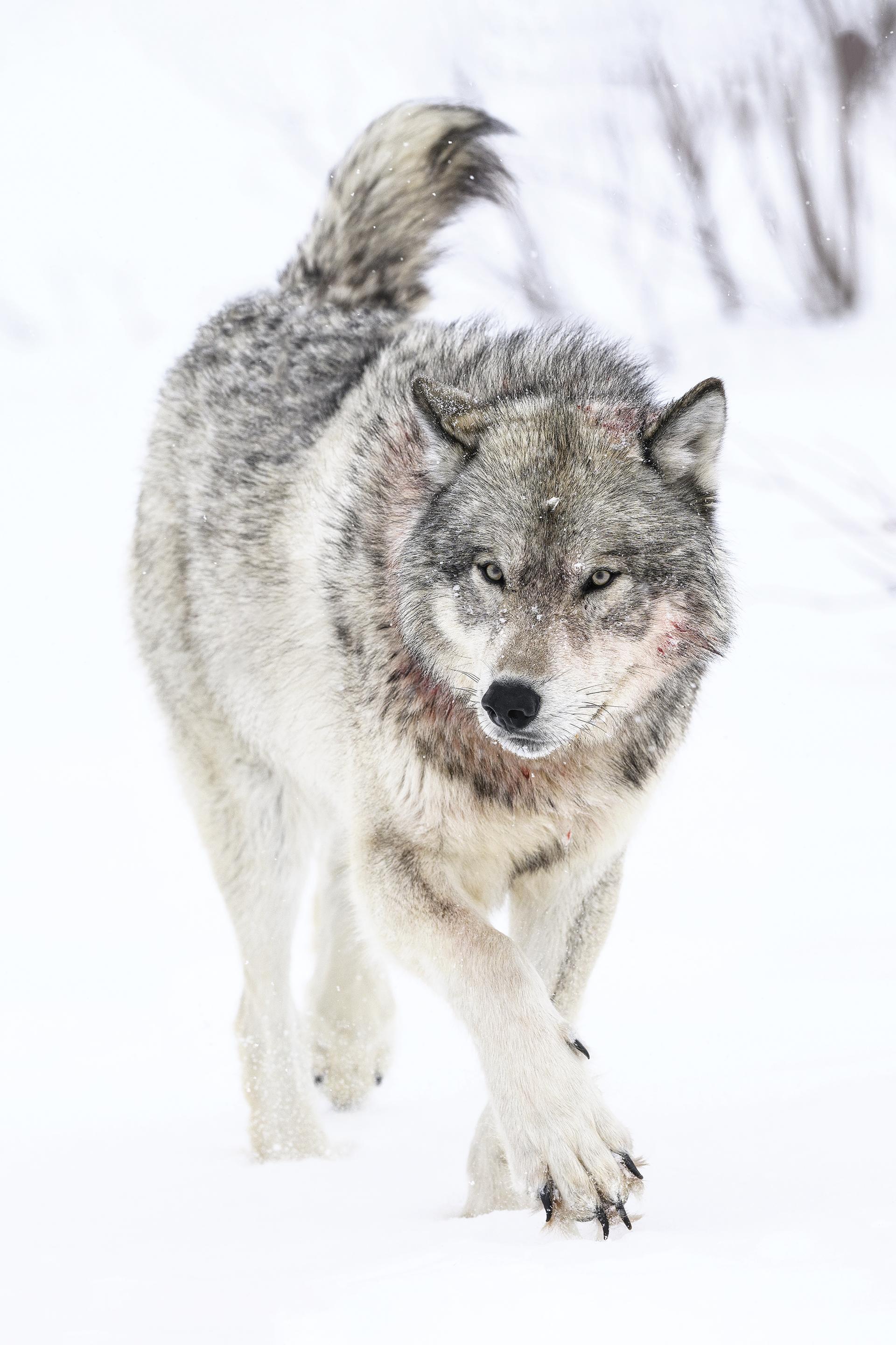 Global Photography Awards Winner - OPAYASTIN