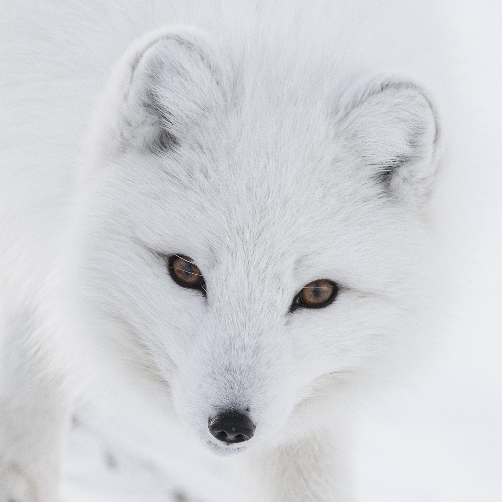 Global Photography Awards Winner - WHITE ON WHITE