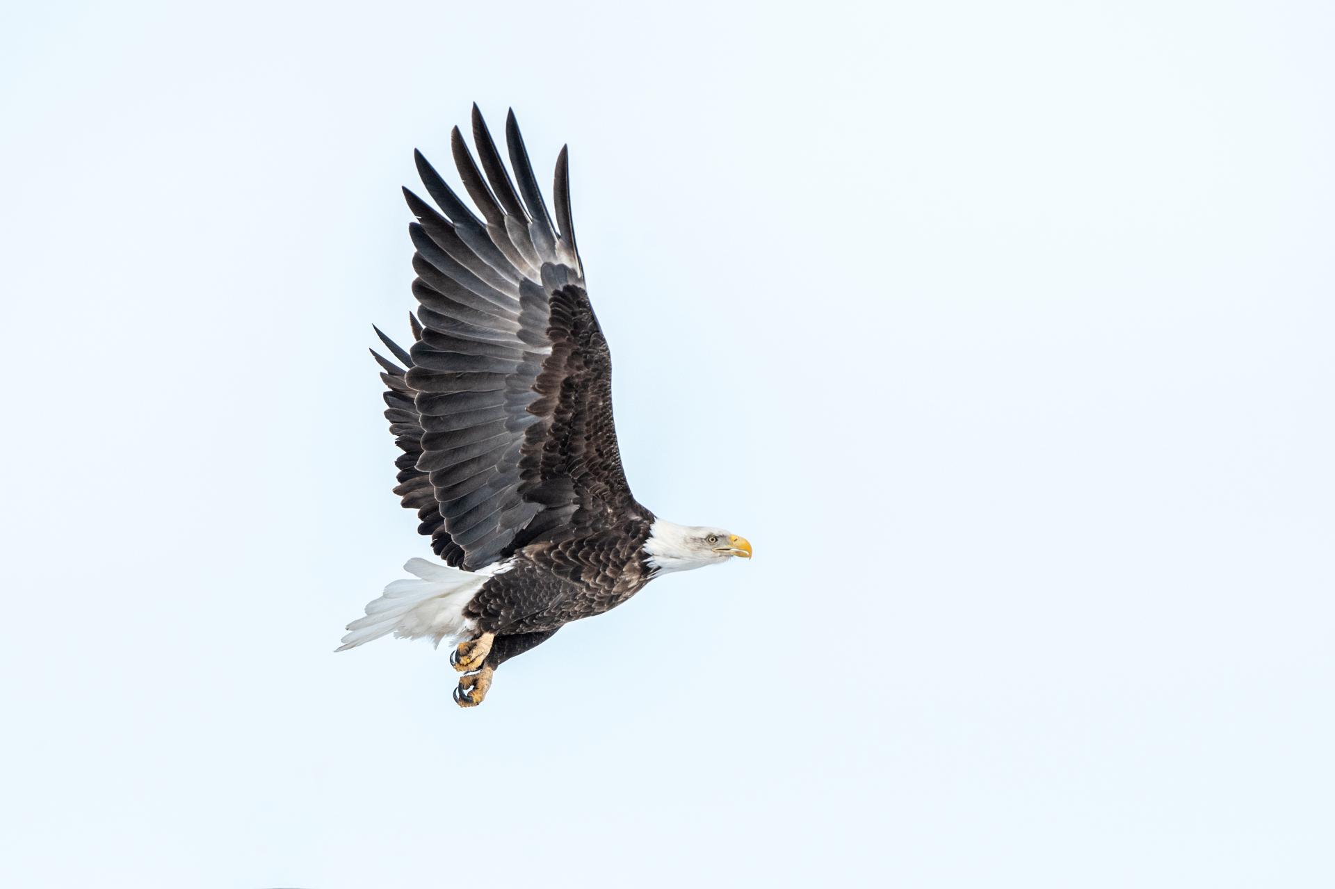 Global Photography Awards Winner - SPIRIT OF THE EAGLE