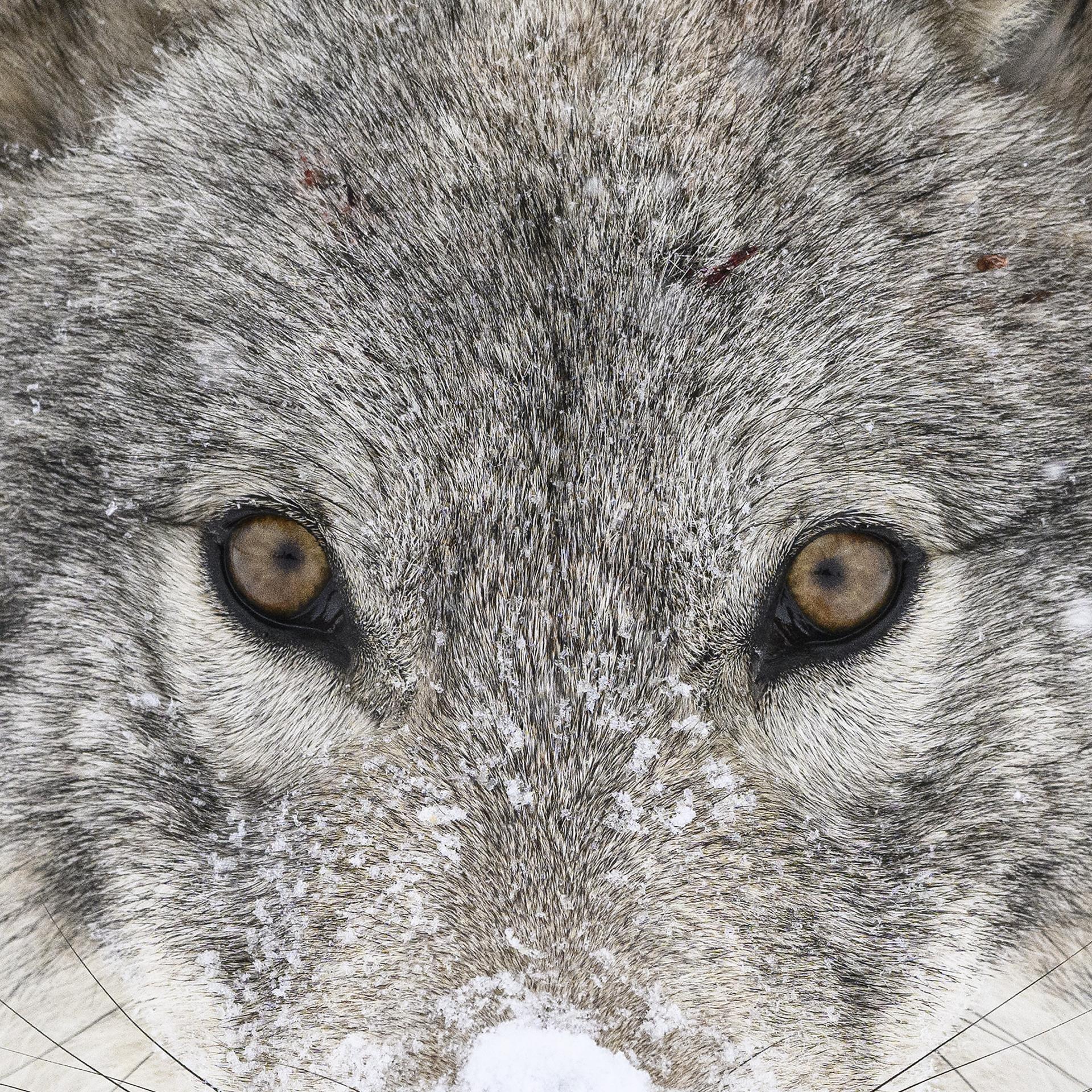 Global Photography Awards Winner - WAKONDA