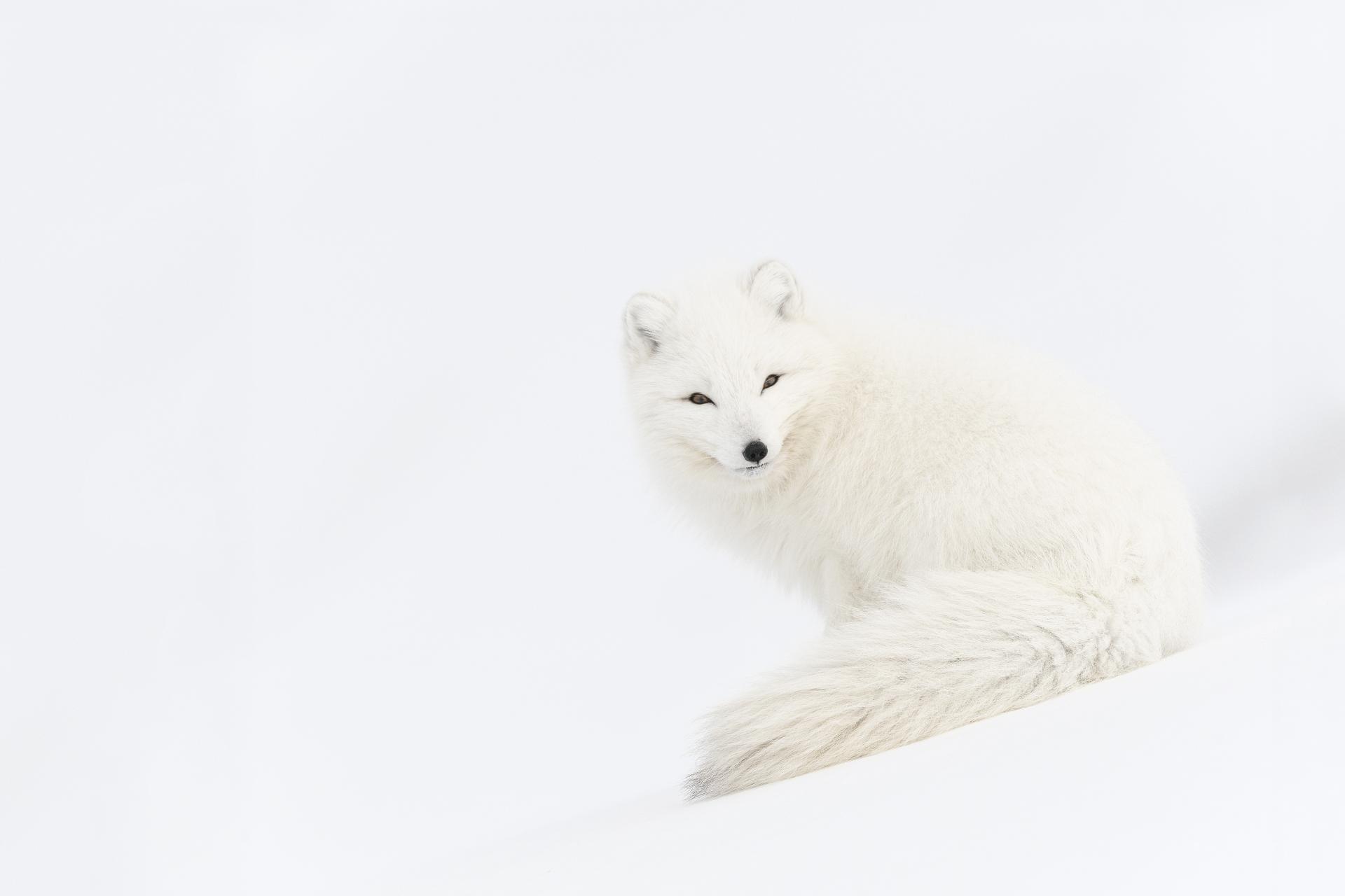 Global Photography Awards Winner - WHITE GHOST
