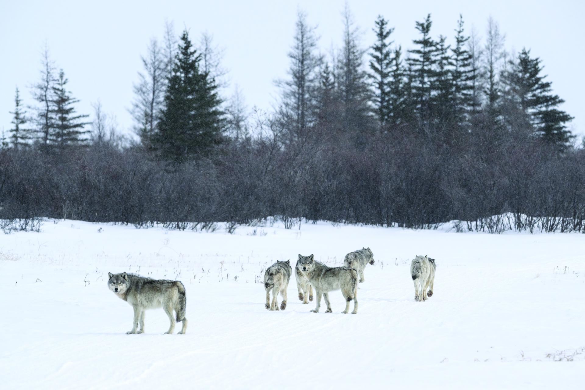 Global Photography Awards Winner - WILD WOLVES