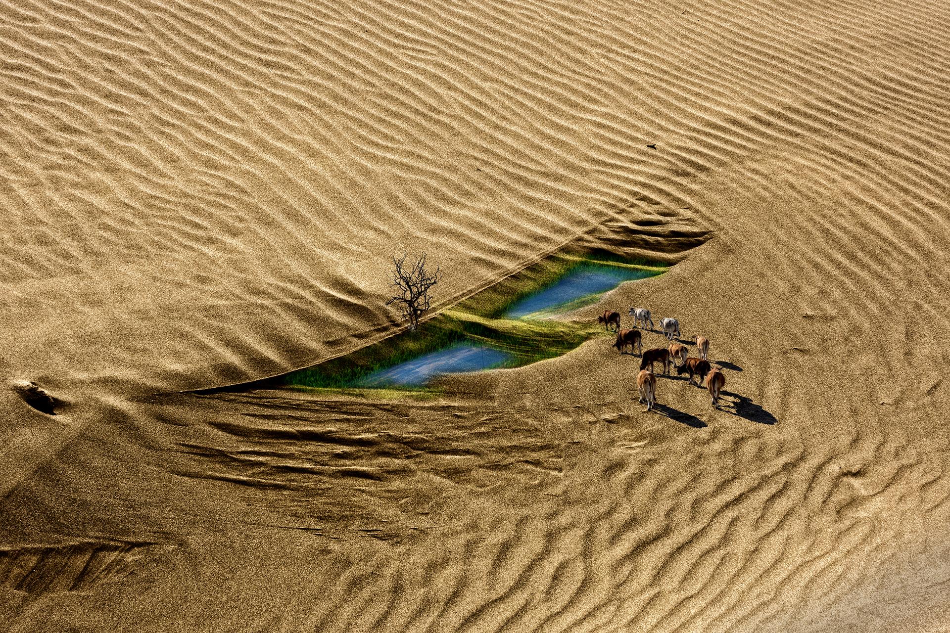 Global Photography Awards Winner - Cow on the sandbar