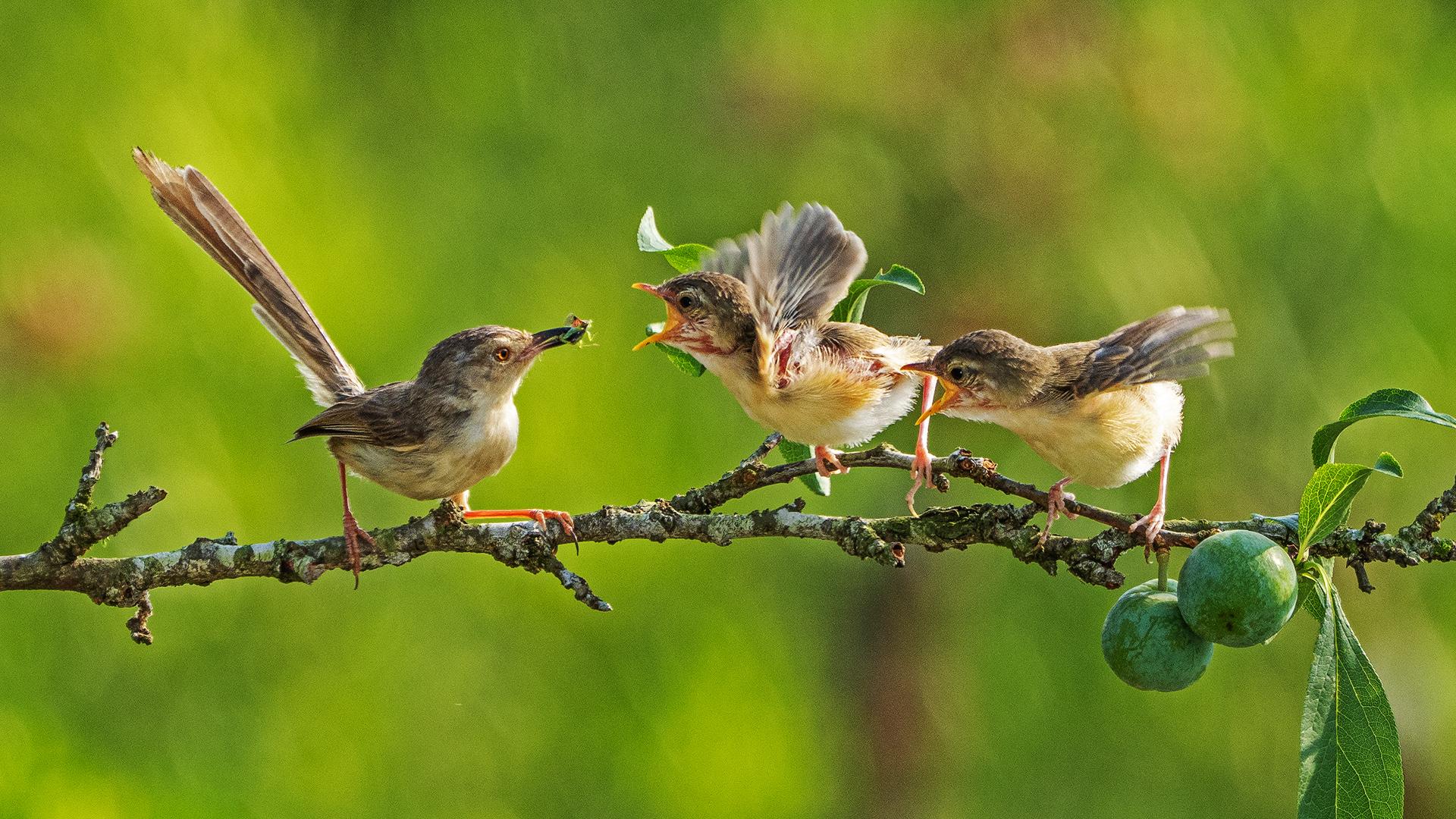 Global Photography Awards Winner - Yellow-bellied Prinia Breeding