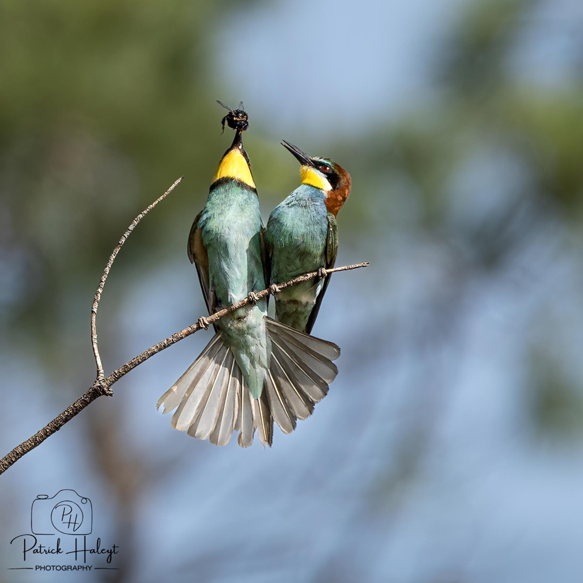 Global Photography Awards Winner - Bee-eaters struggeling