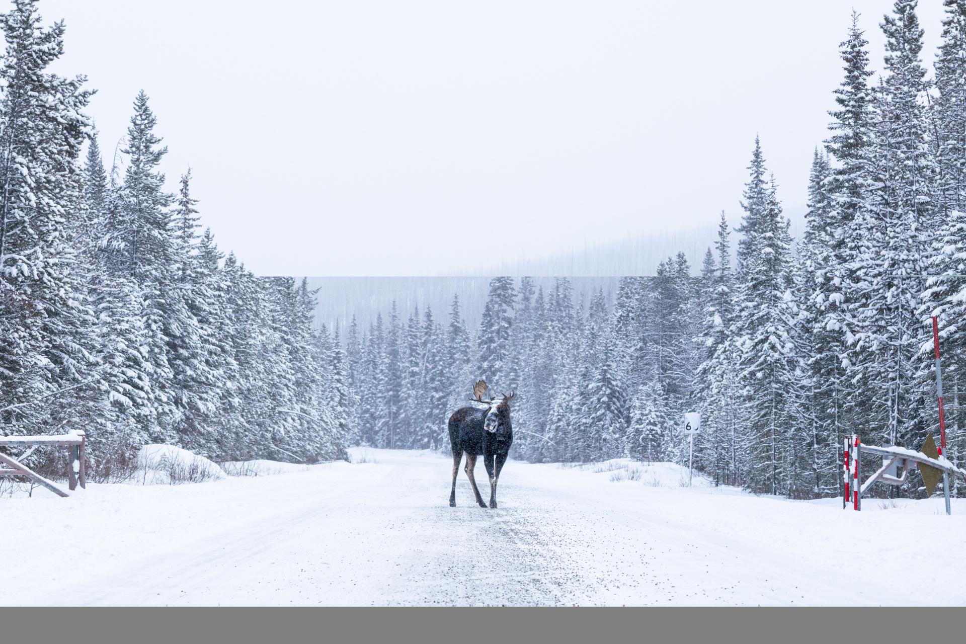 Global Photography Awards Winner - A Healing Journey Through Banff