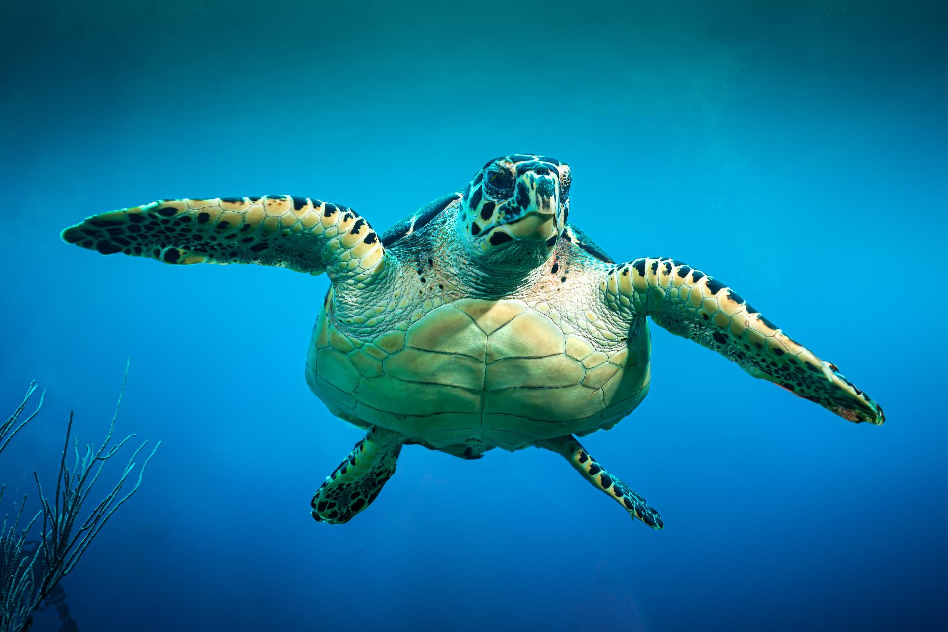 Global Photography Awards Winner - Underneath a Hawksbill Turtle in San Pedro, Belize