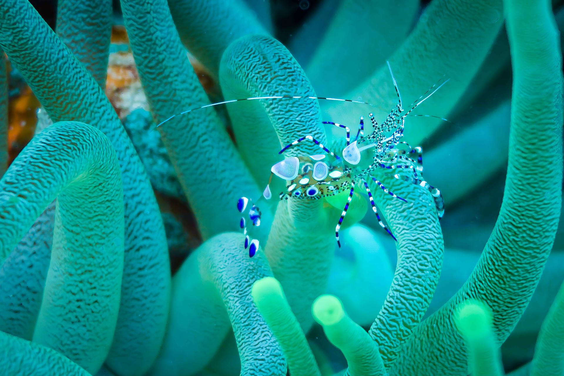 Global Photography Awards Winner - Spotted Cleaner Shrimp in Cozumel