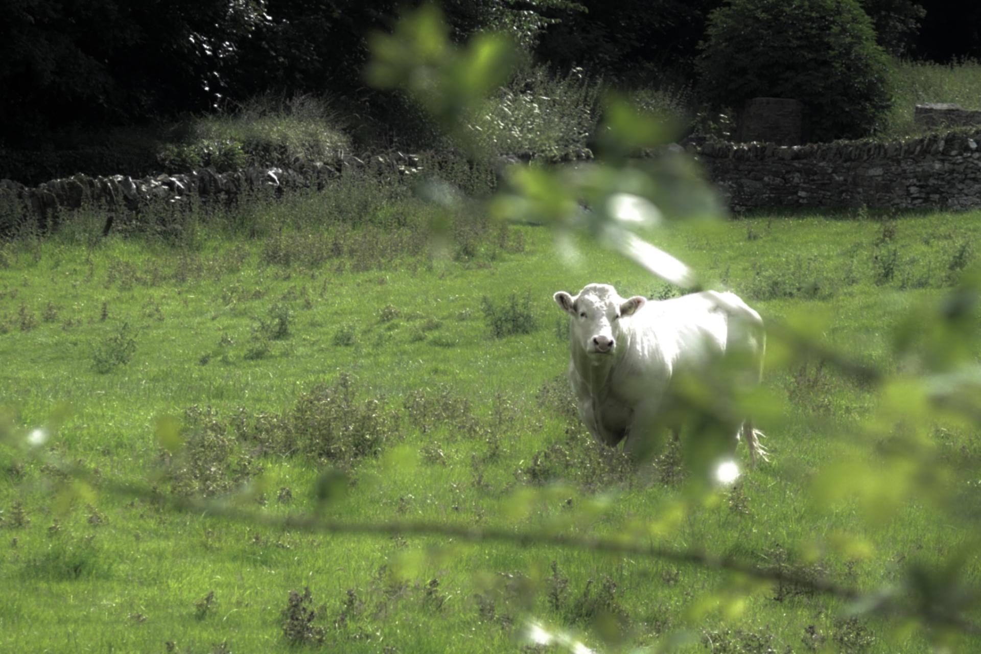 Global Photography Awards Winner - In the Field