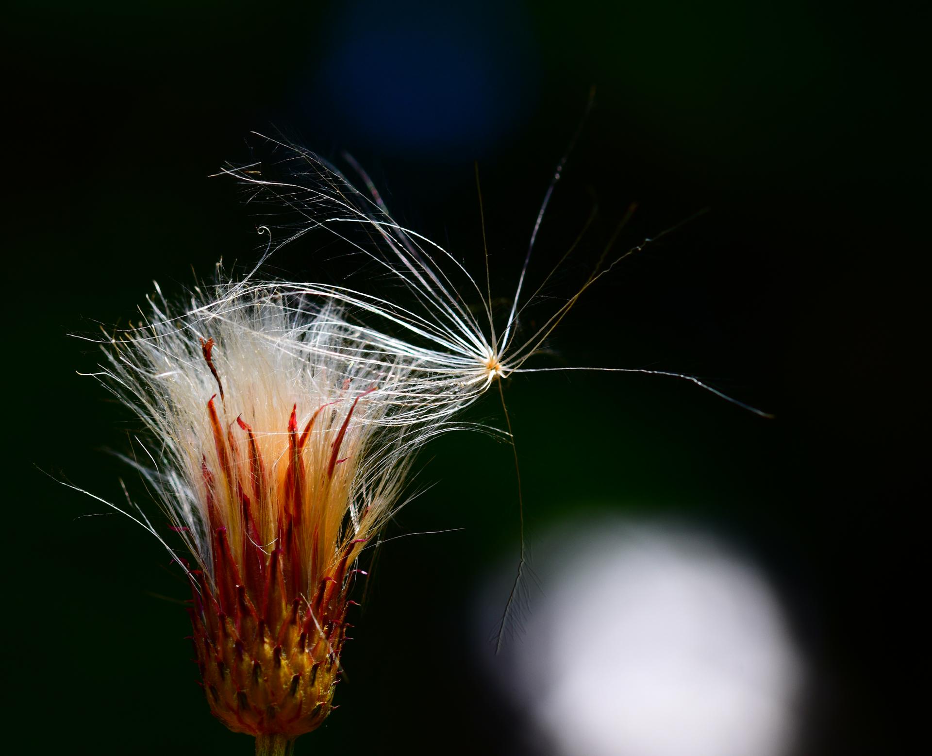 Global Photography Awards Winner - Drift