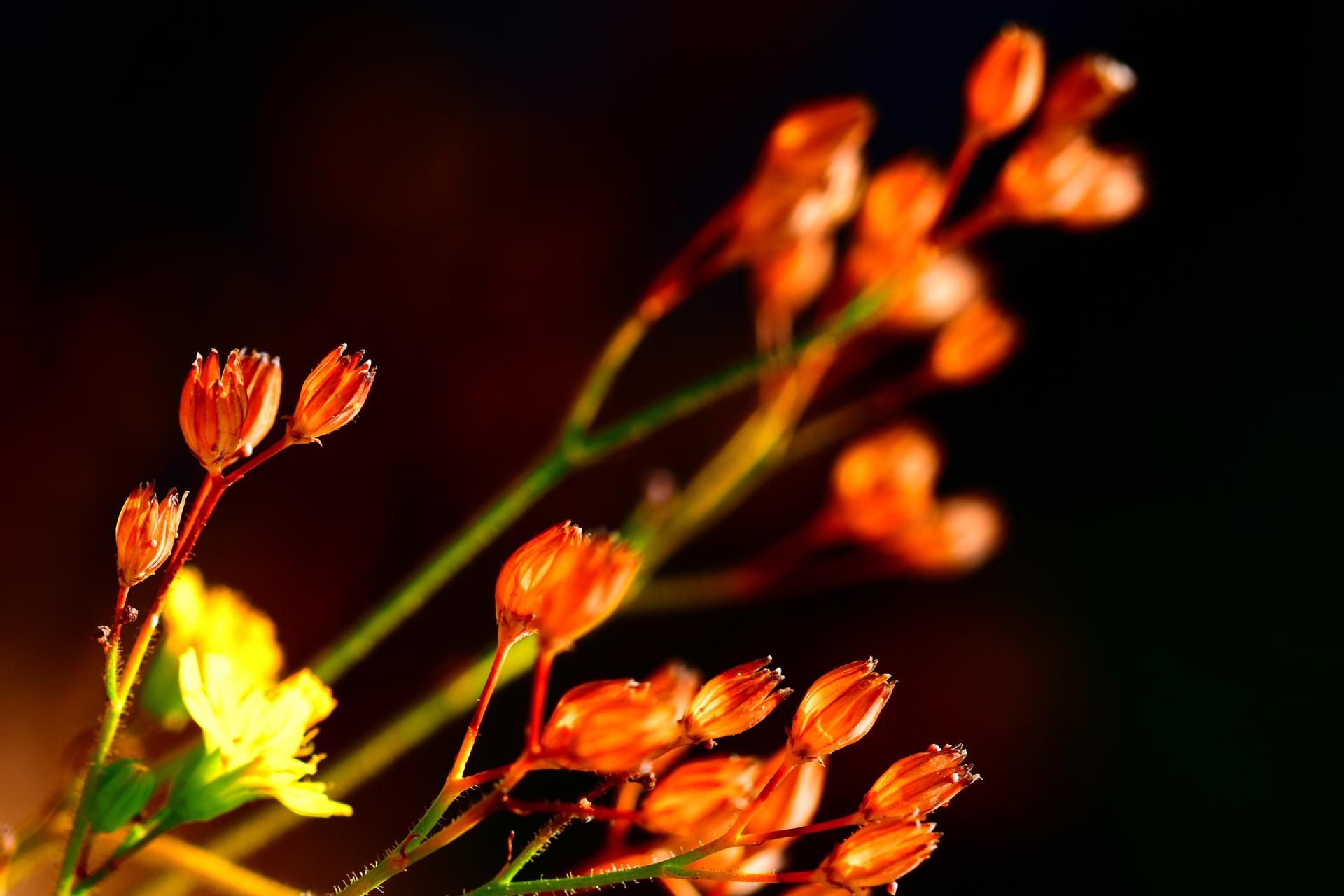 Global Photography Awards Winner - Floral Symphony