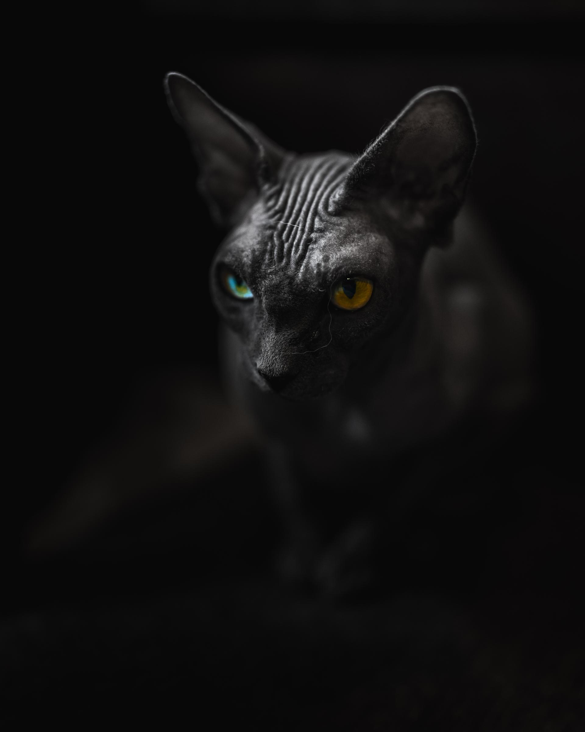 Global Photography Awards Winner - Cat