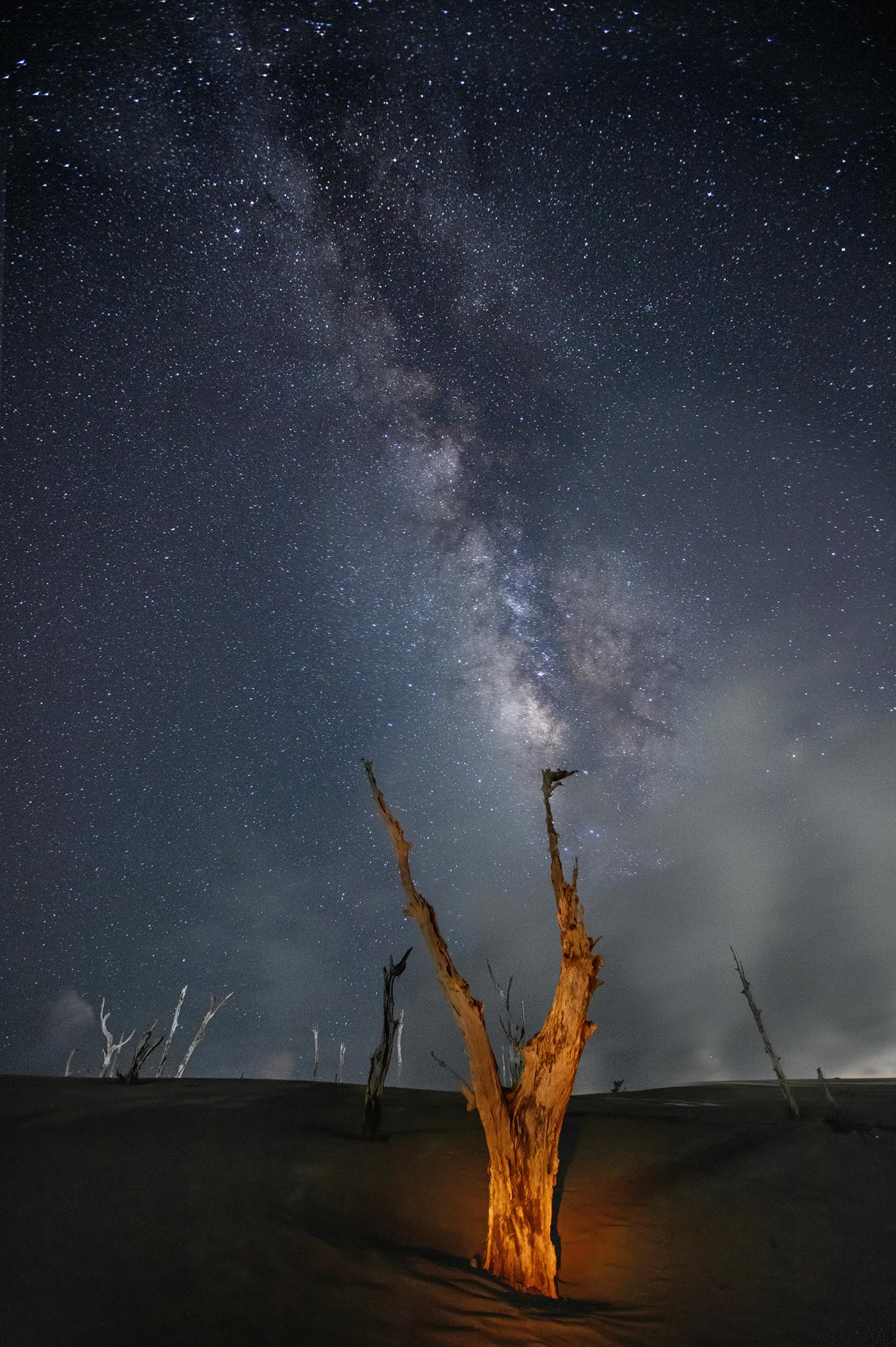 Global Photography Awards Winner - Dead tree pointing to the Milky Way 