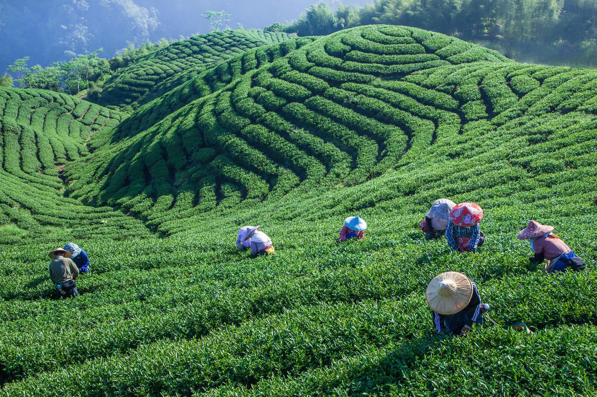 Global Photography Awards Winner - Early morning tea picking