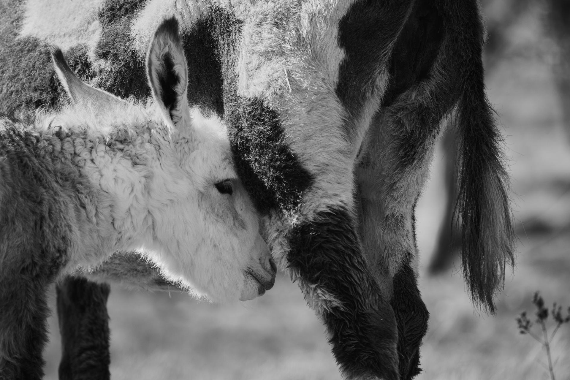 Global Photography Awards Winner - Newborn